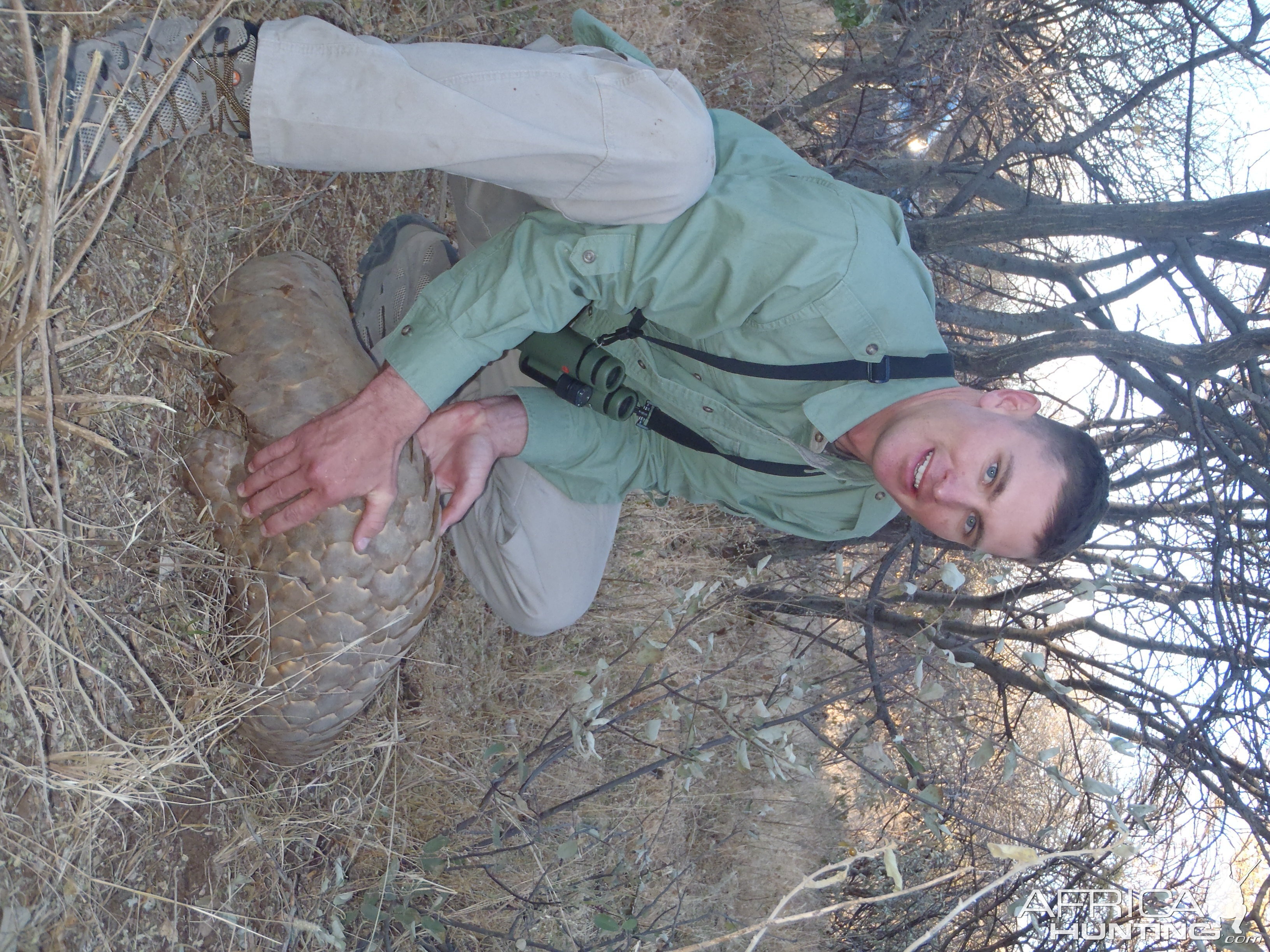 Giant Pangolin Namibia