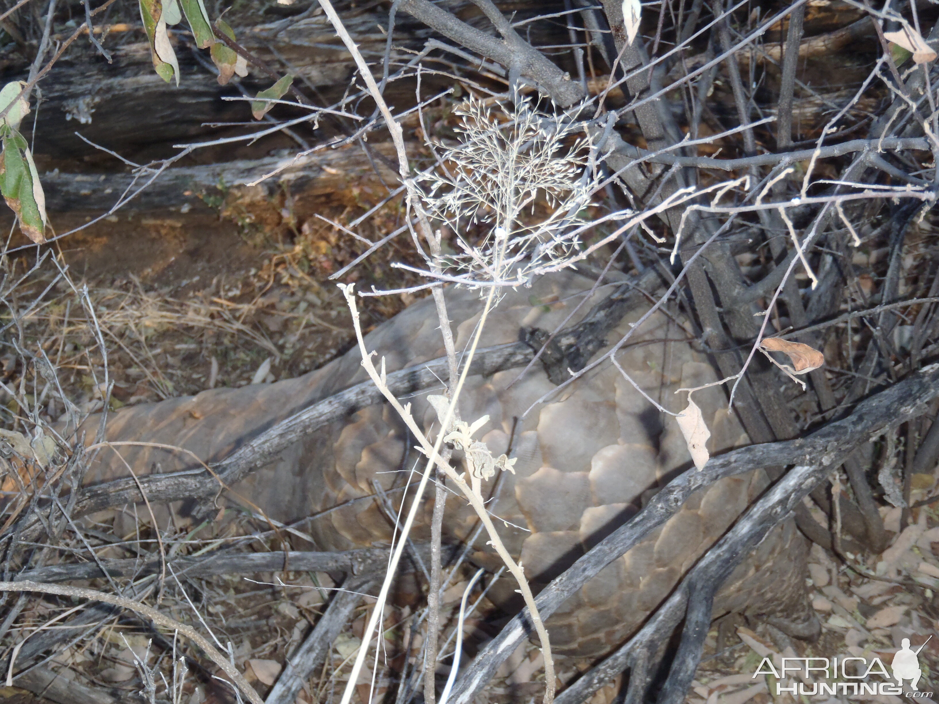 Giant Pangolin Namibia