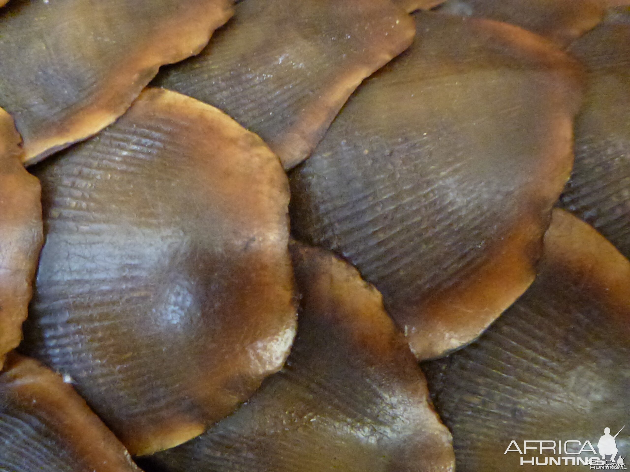 Giant Pangolin Scales Namibia