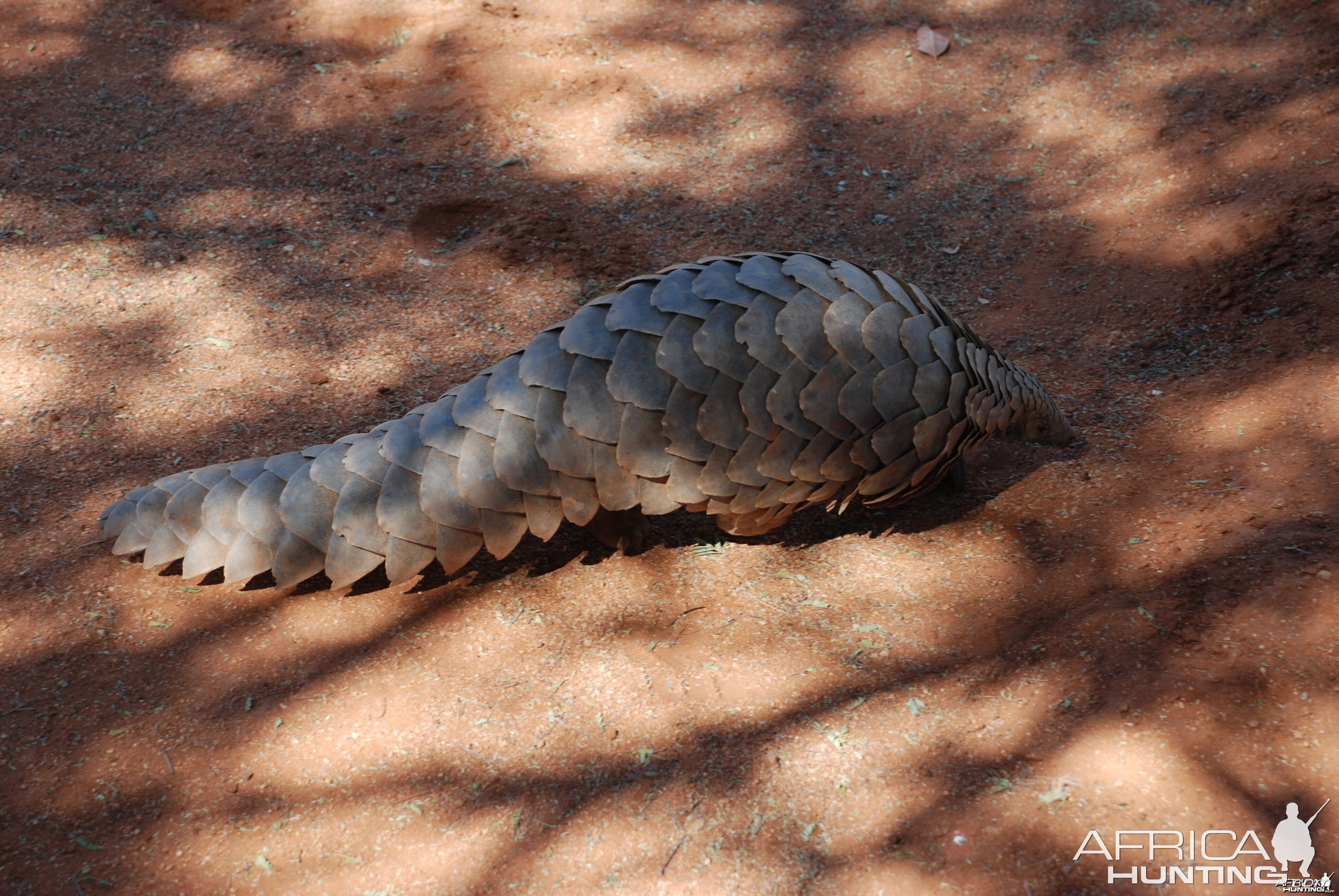 Giant Pangolin