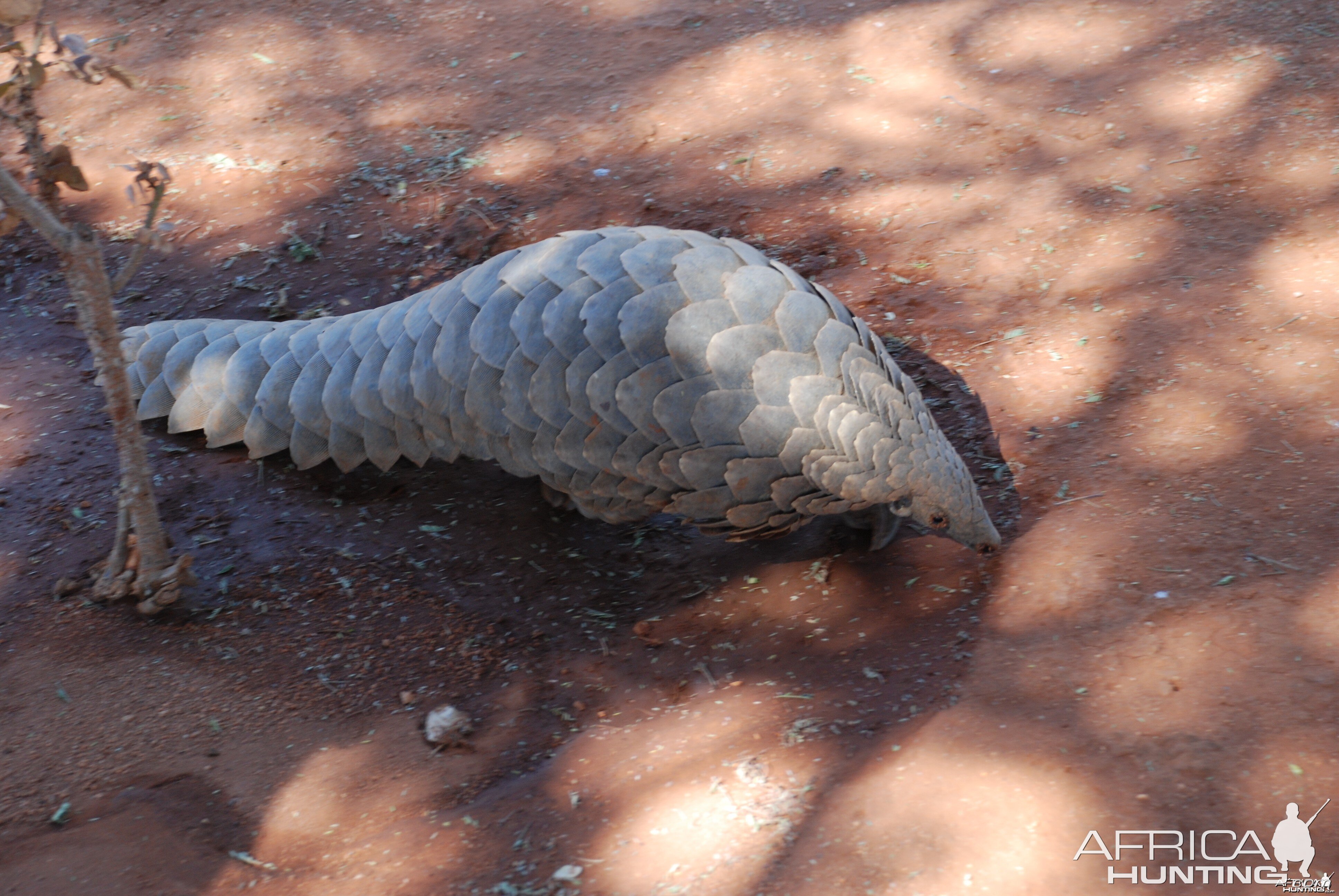 Giant Pangolin