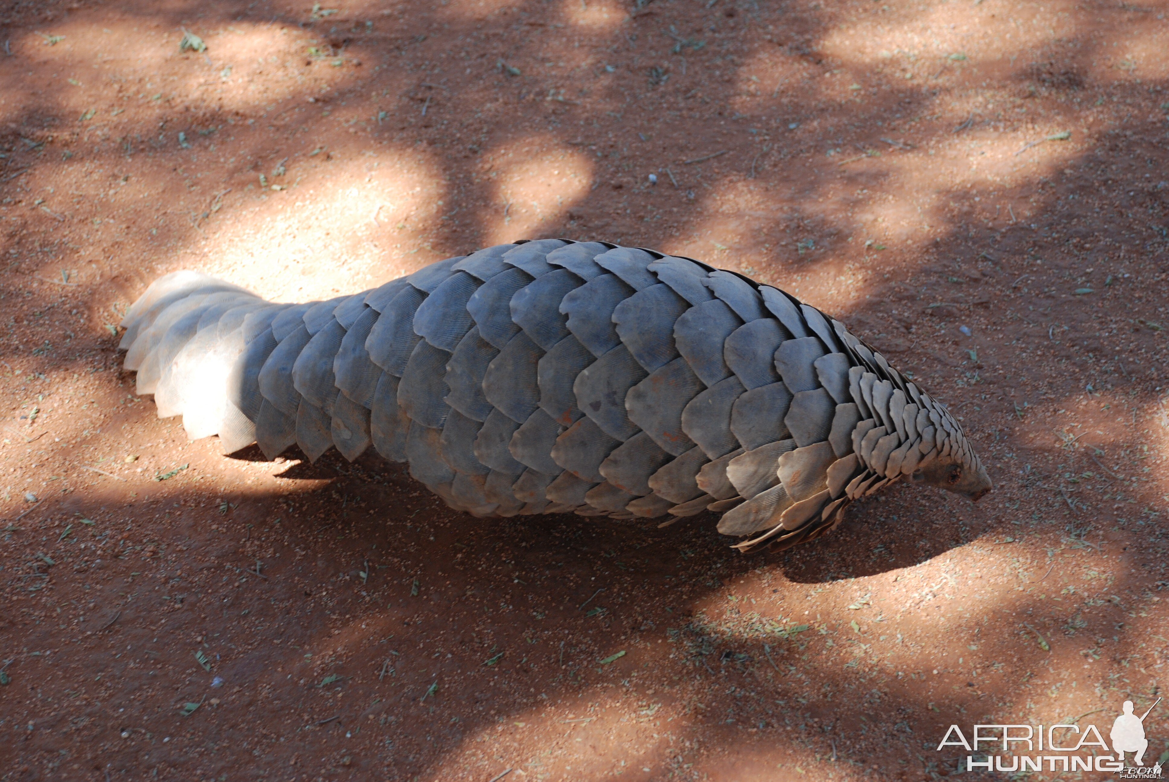 Giant Pangolin