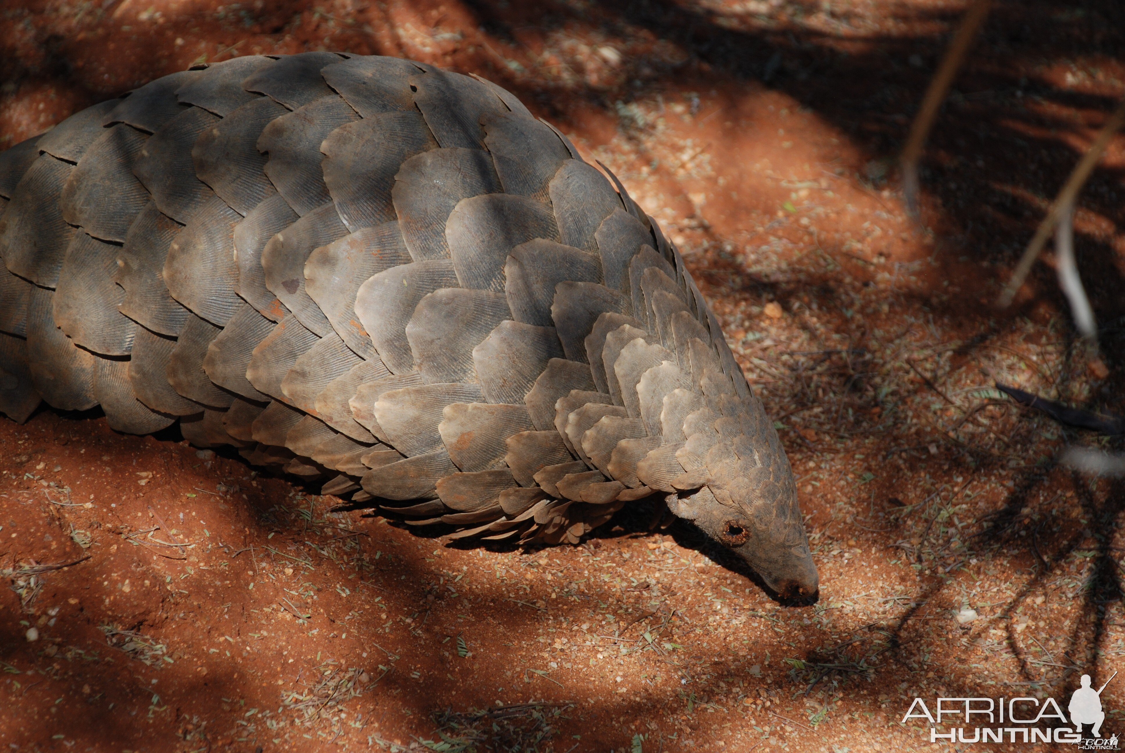 Giant Pangolin