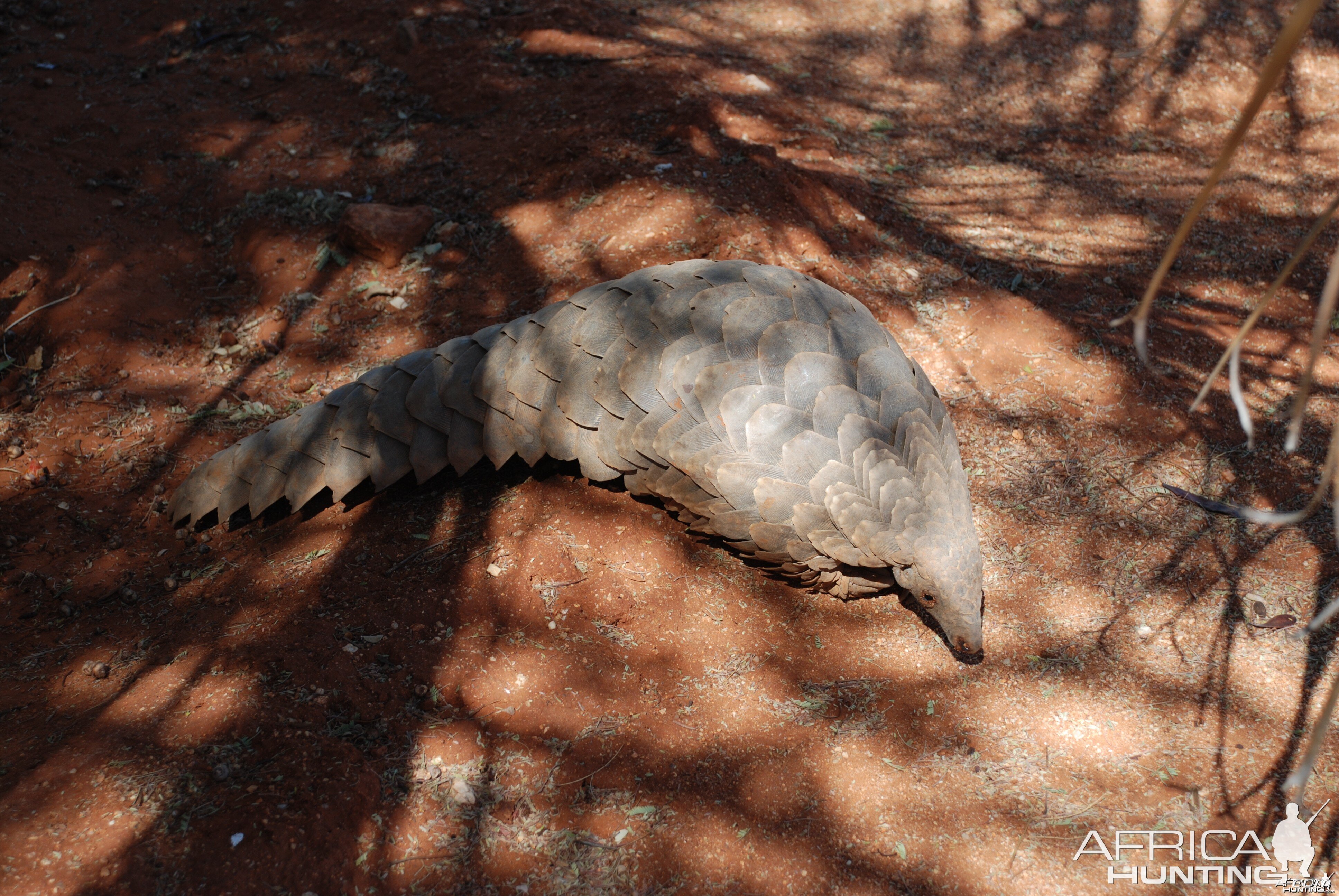 Giant Pangolin