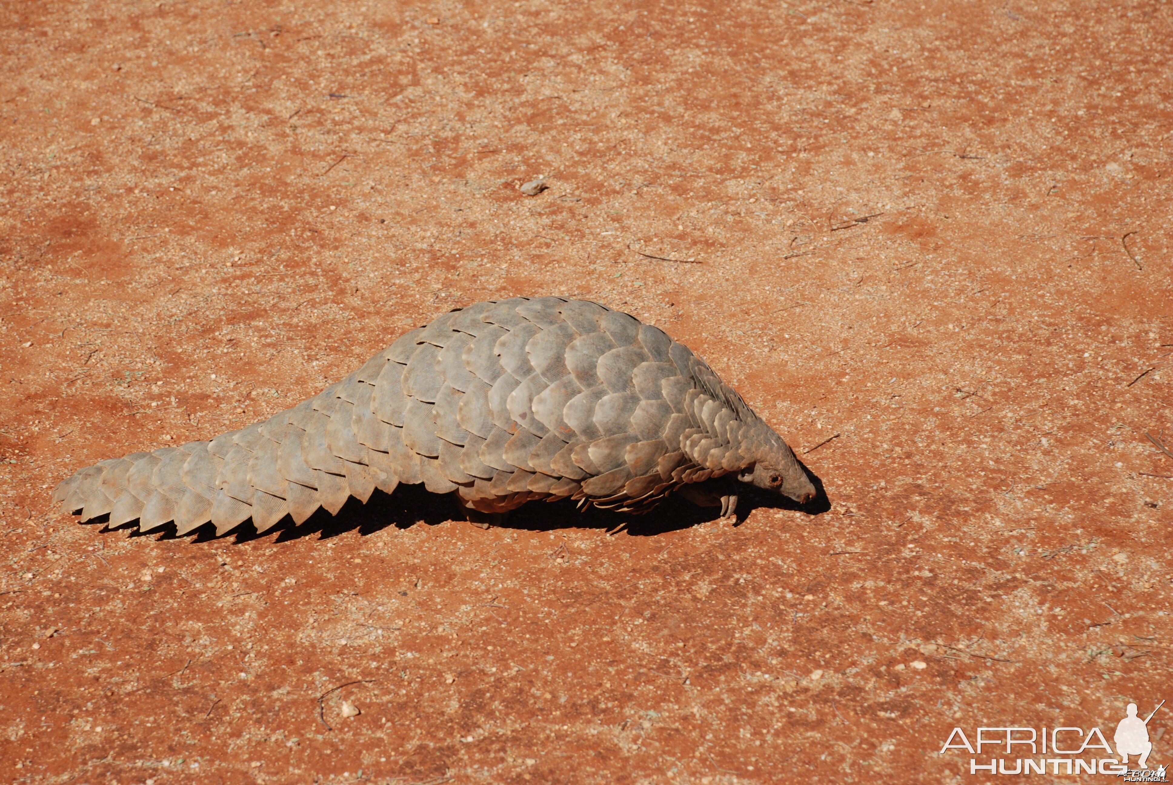 Giant Pangolin