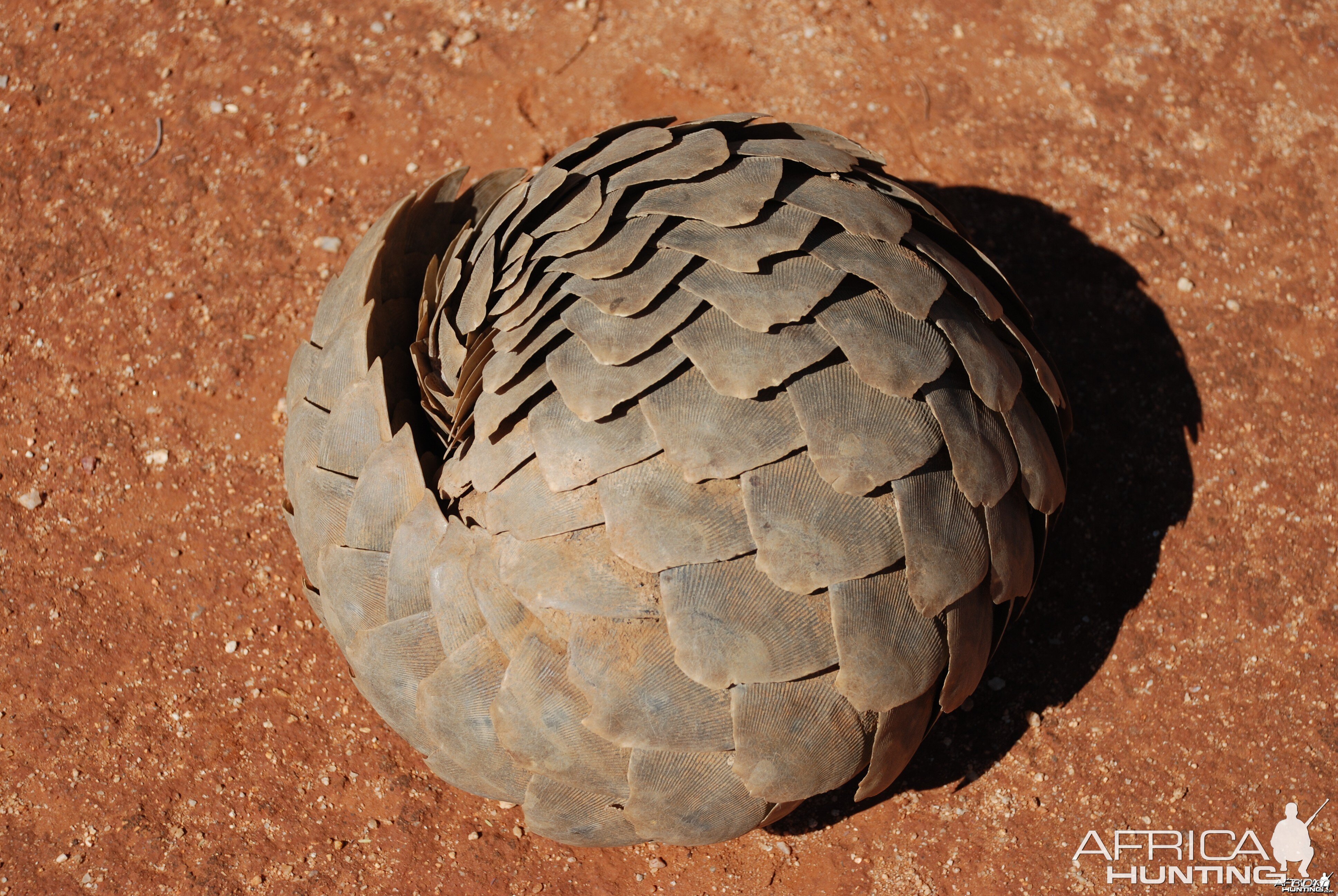 Giant Pangolin