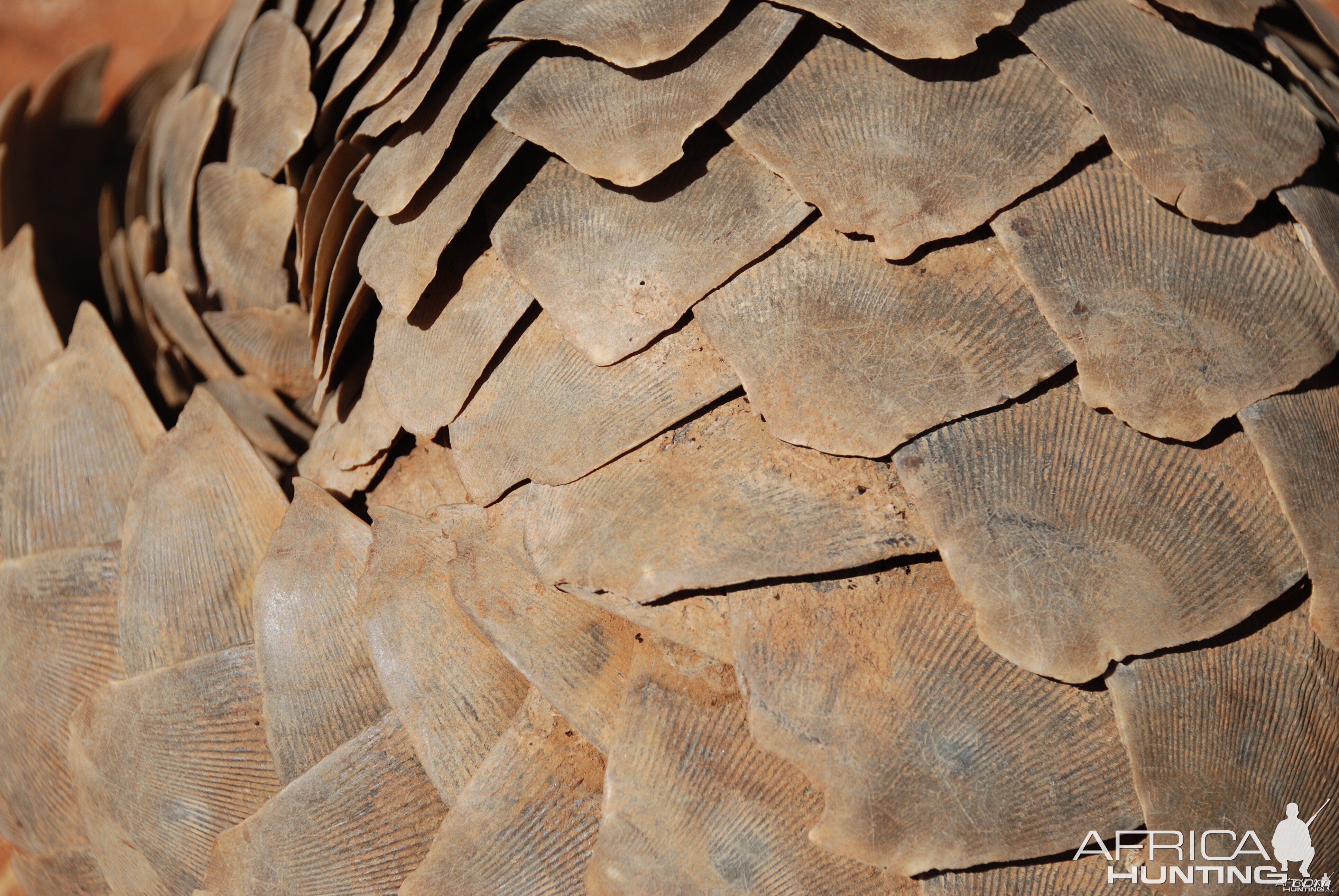 Giant Pangolin