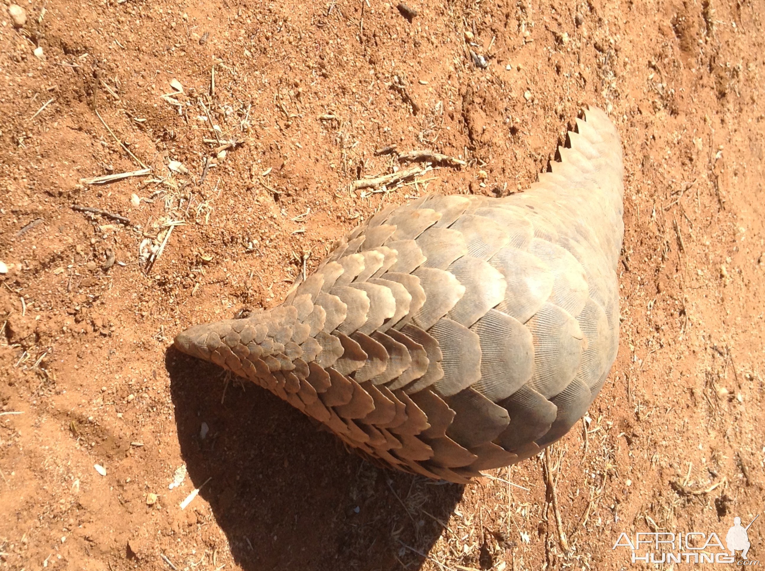 Giant Pangolin