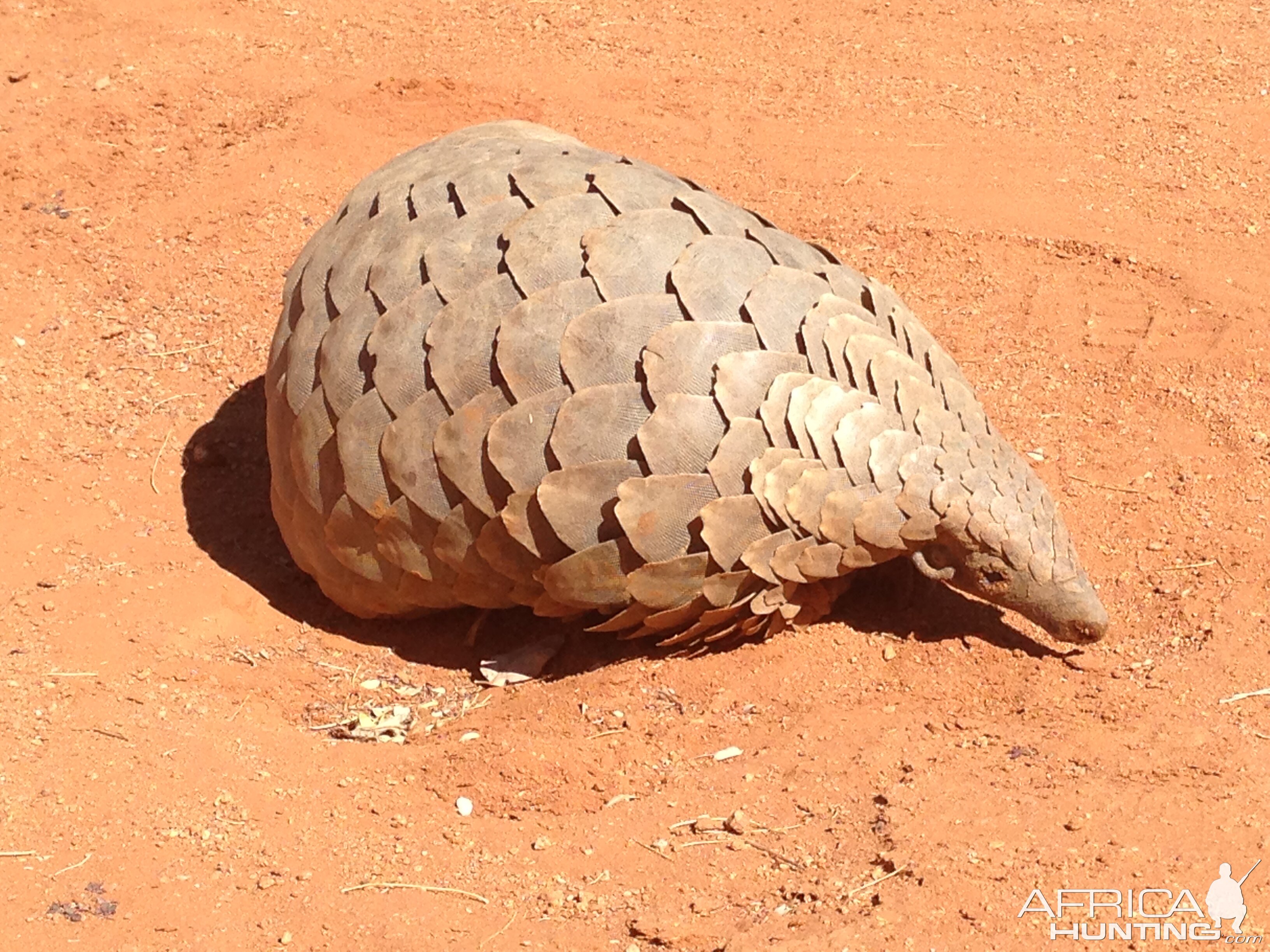 Giant Pangolin