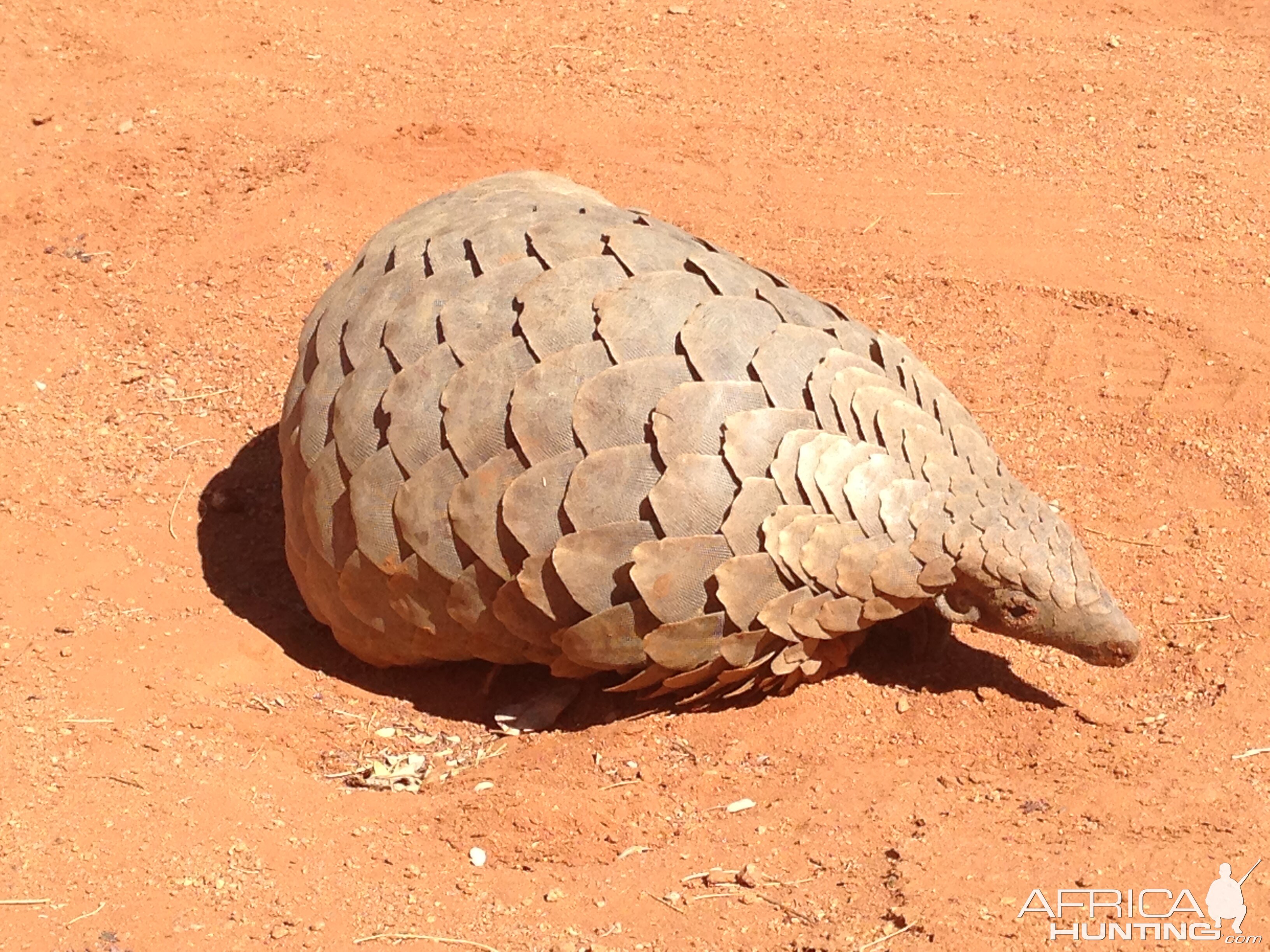 Giant Pangolin