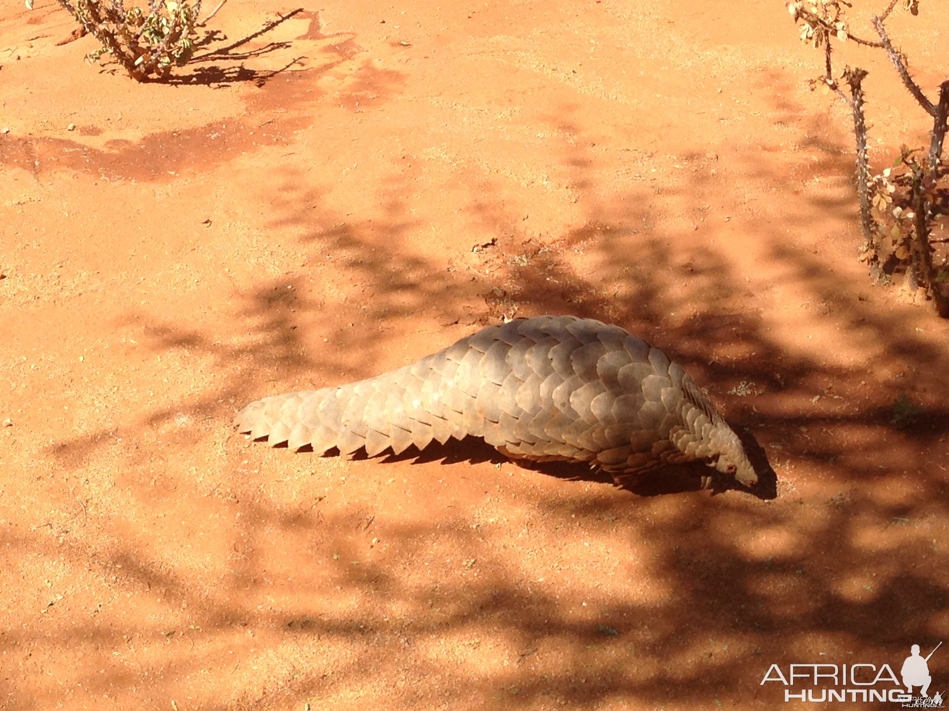 Giant Pangolin