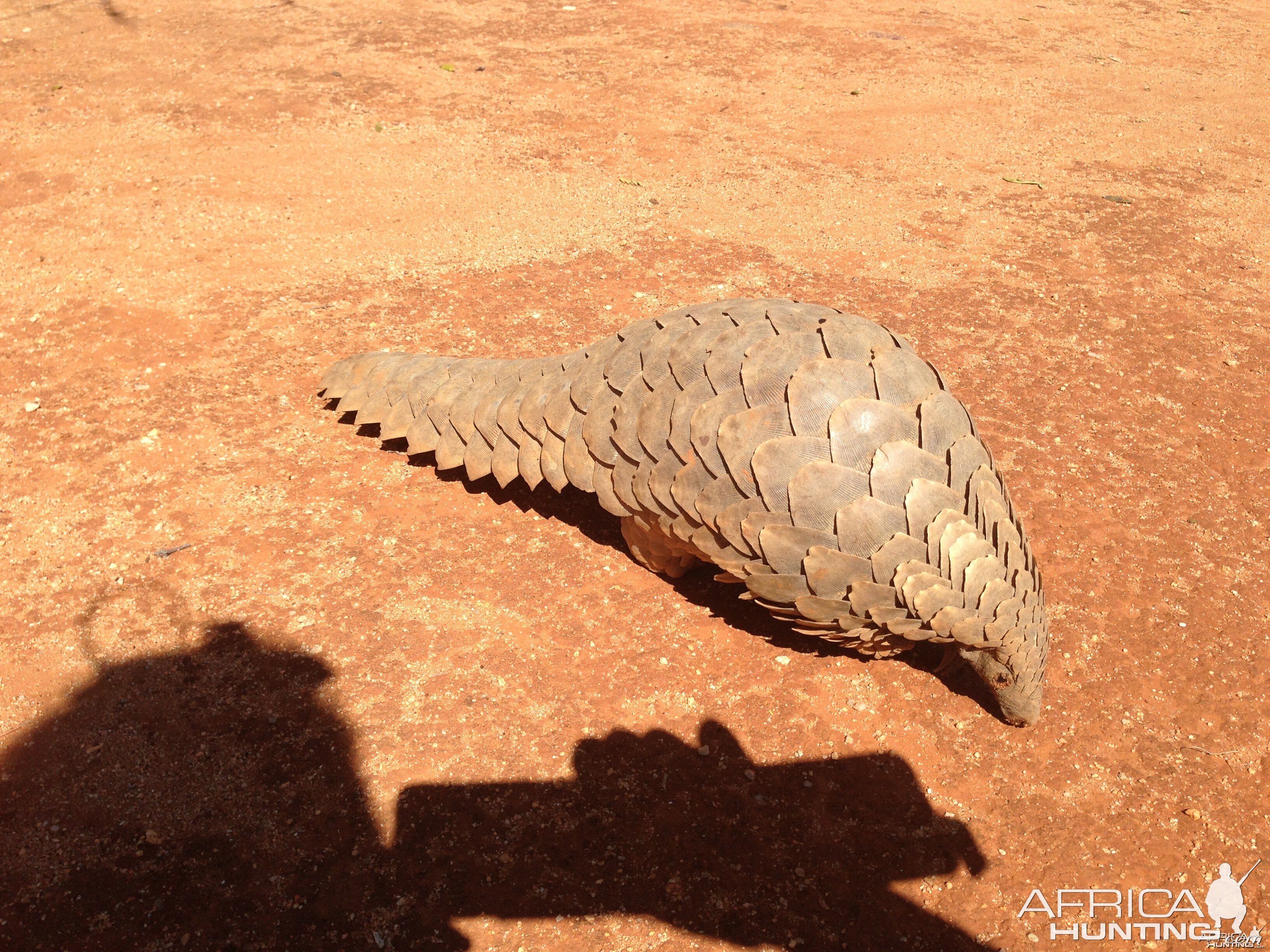 Giant Pangolin