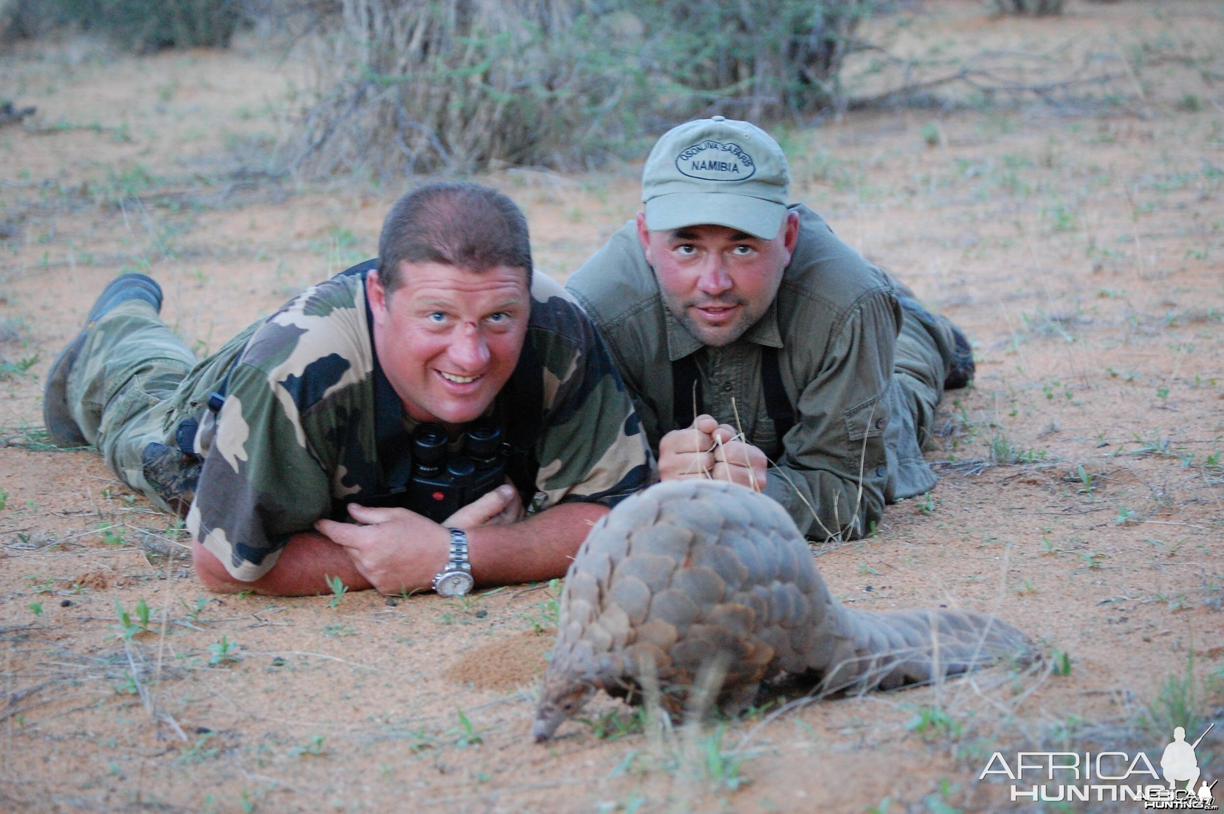 Giant Pangolin