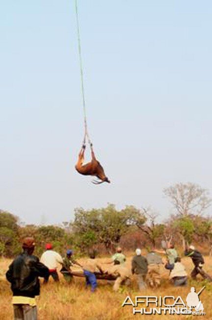 Giant Sable Angola