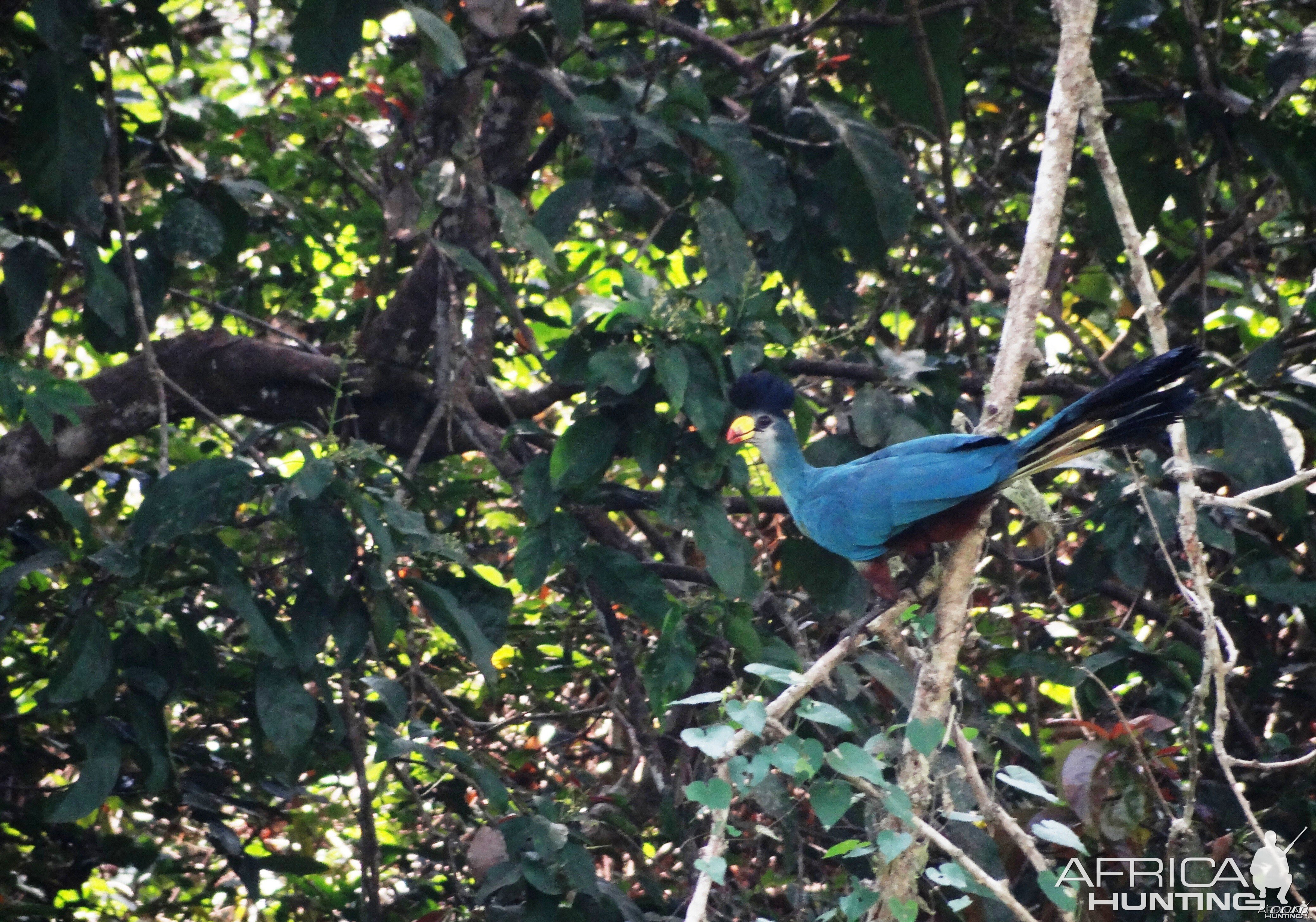 Giant touraco