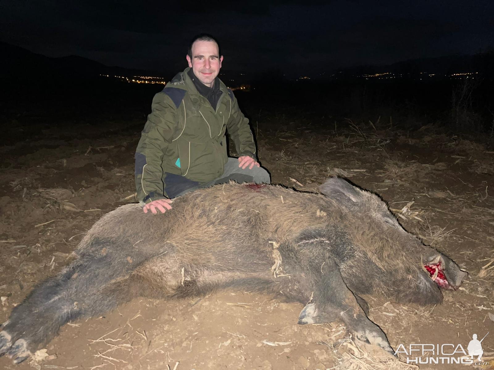 Giant Wild Boar Hunting Turkey