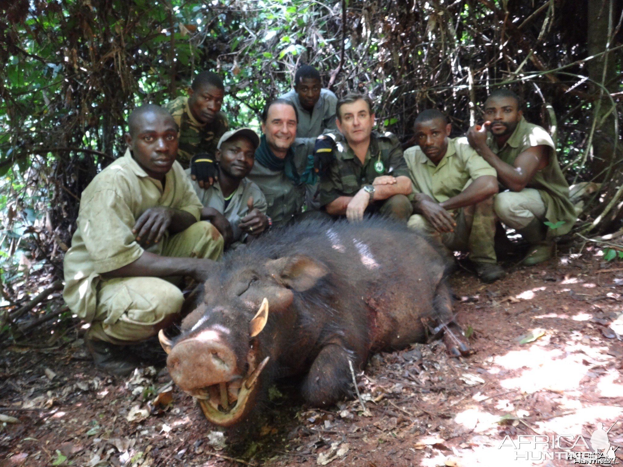 Gigant Forest Hog