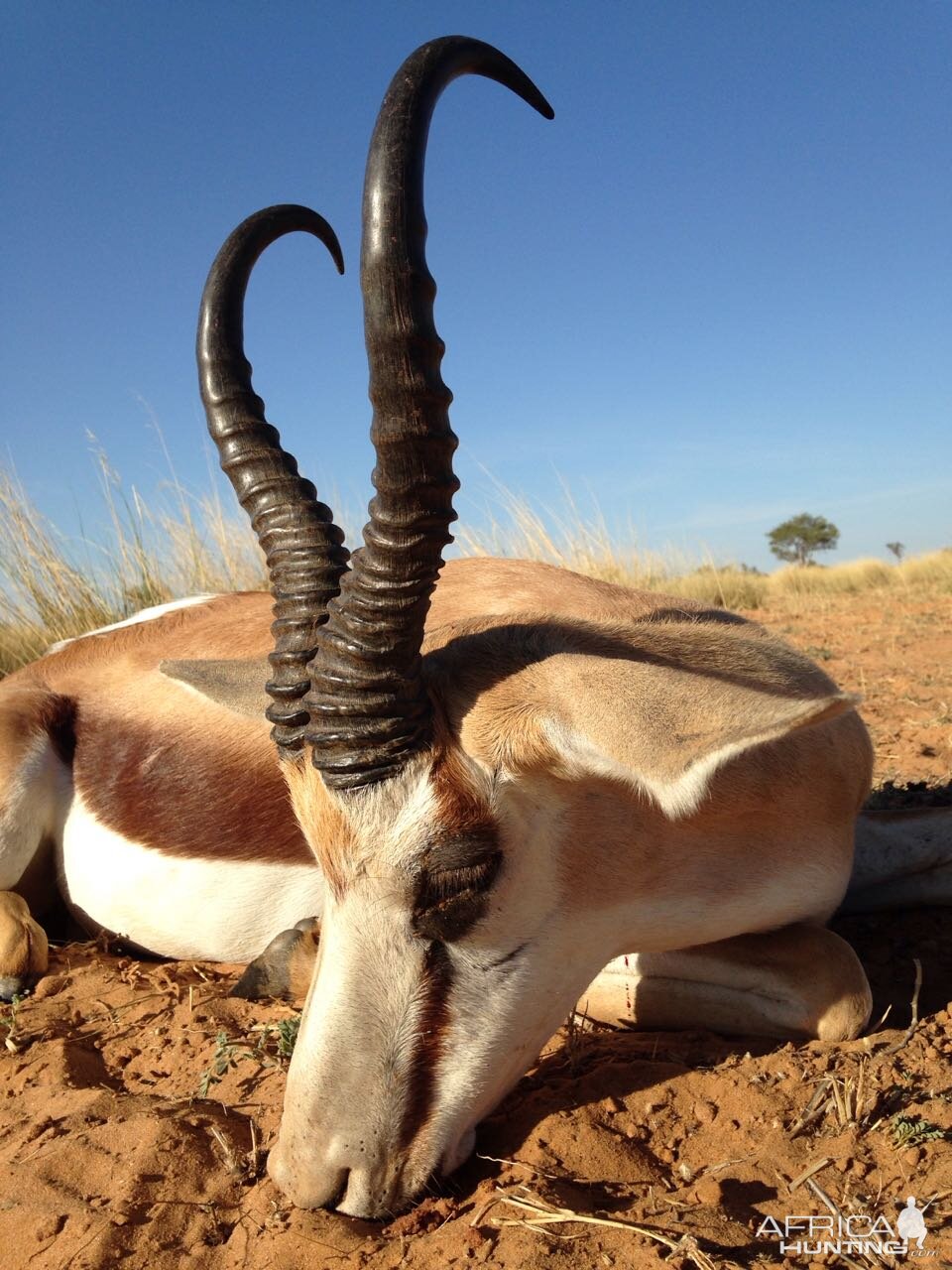 Gillettehunter is on safari with us right now, this a pic of his 14 &3/4 Springbok, he has taken some great animals so far.