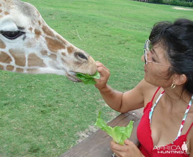 Giraffe and Me