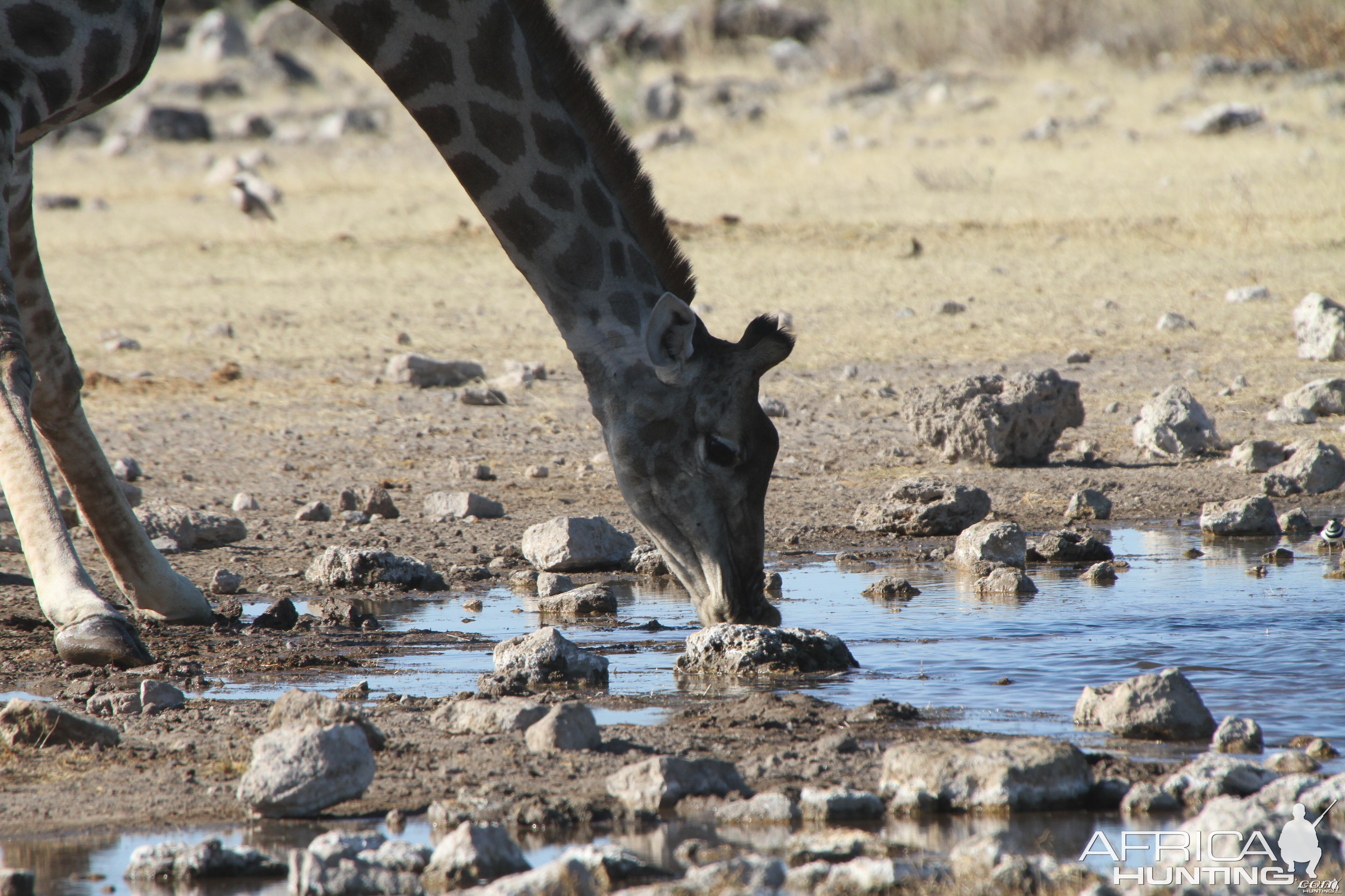 Giraffe at Etosha National Park