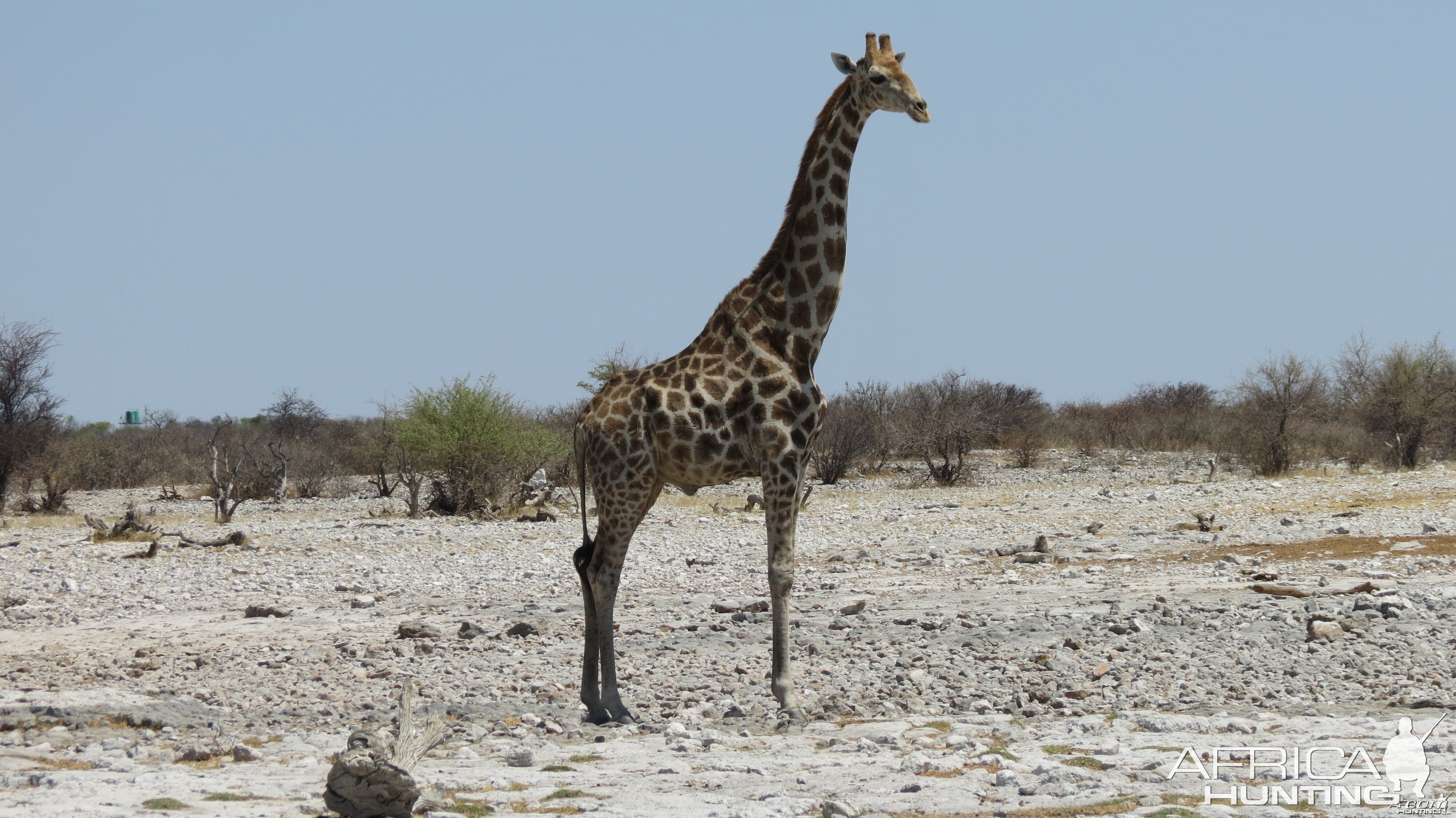 Giraffe at Etosha National Park