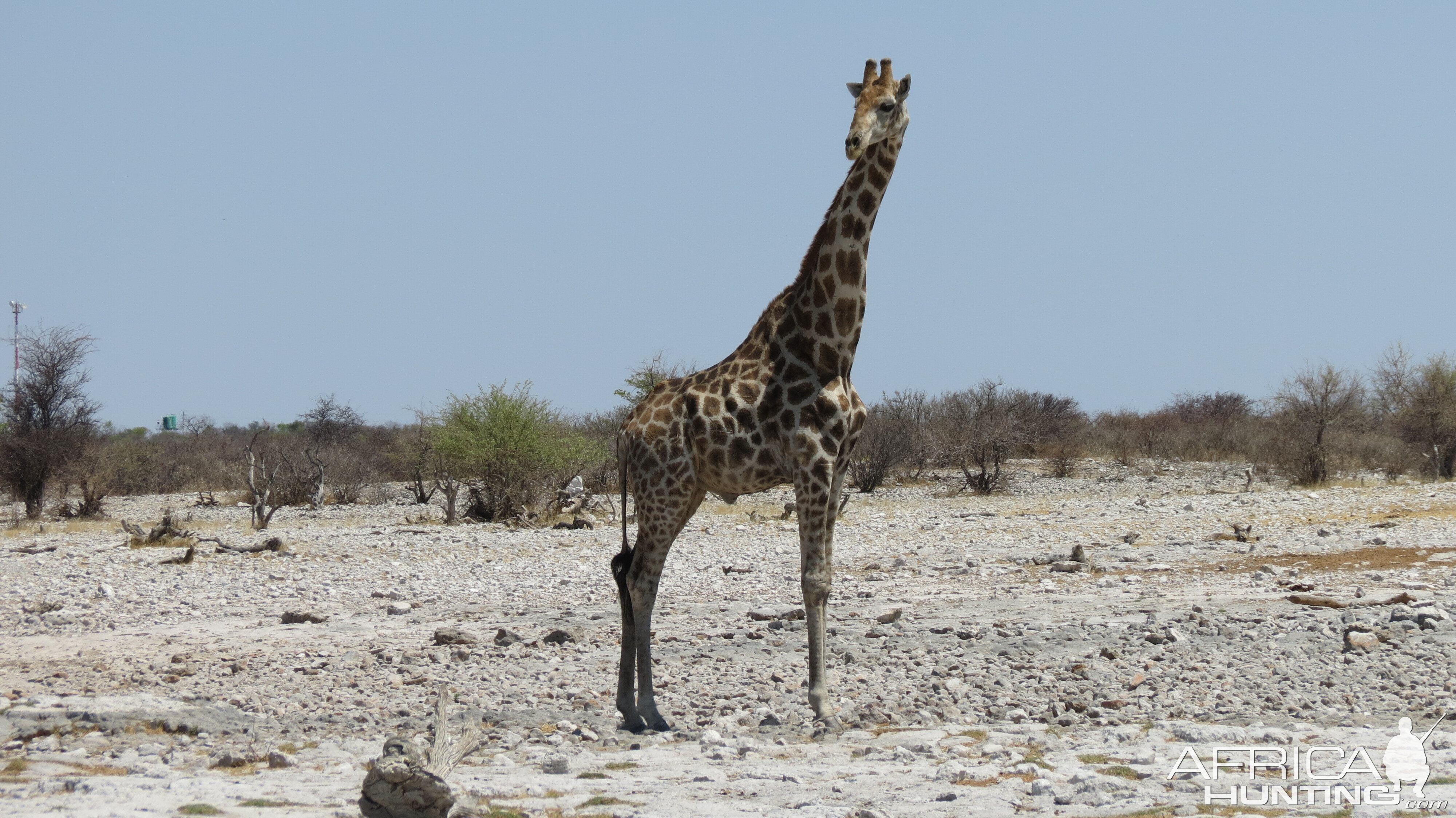 Giraffe at Etosha National Park