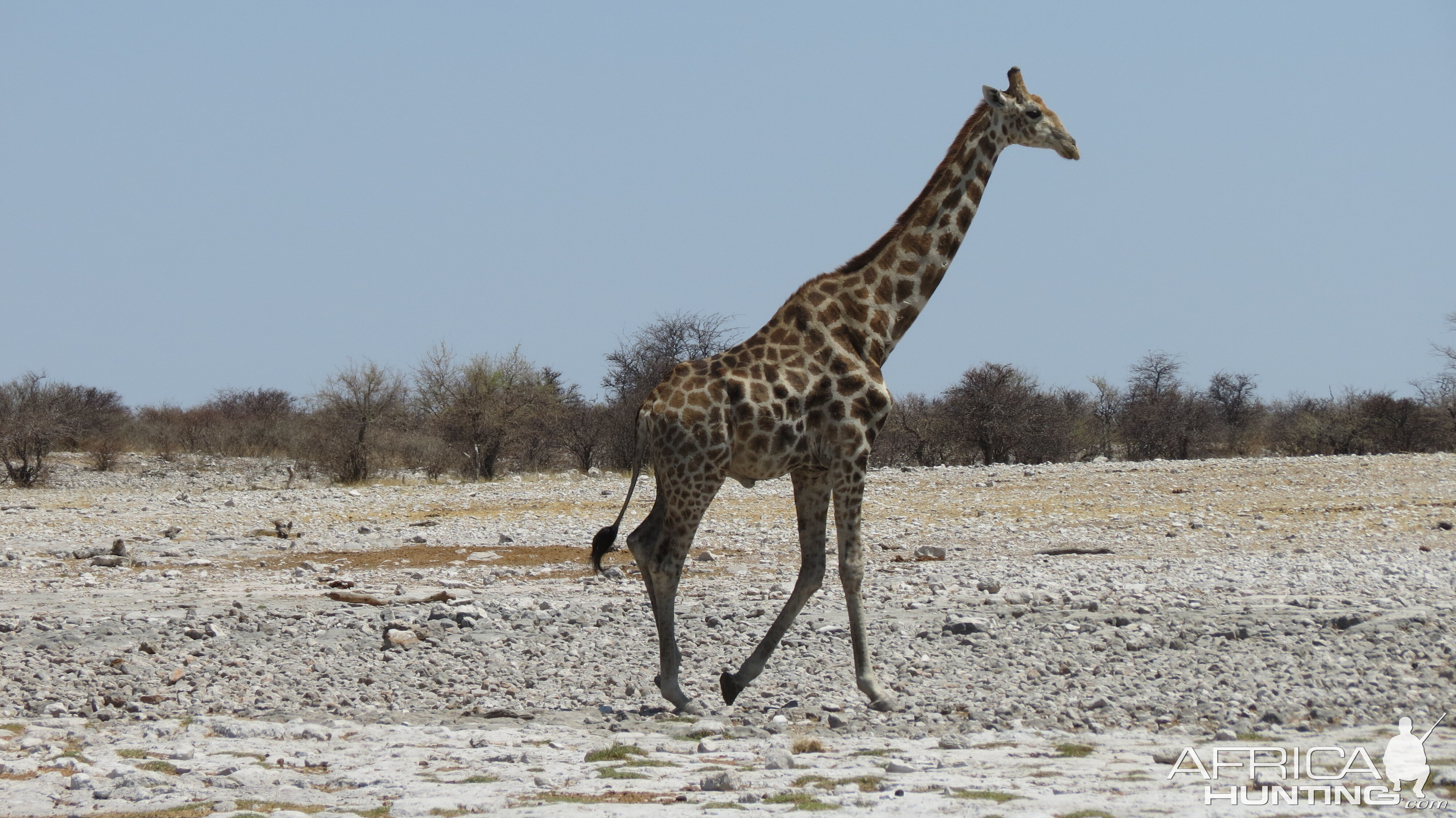 Giraffe at Etosha National Park