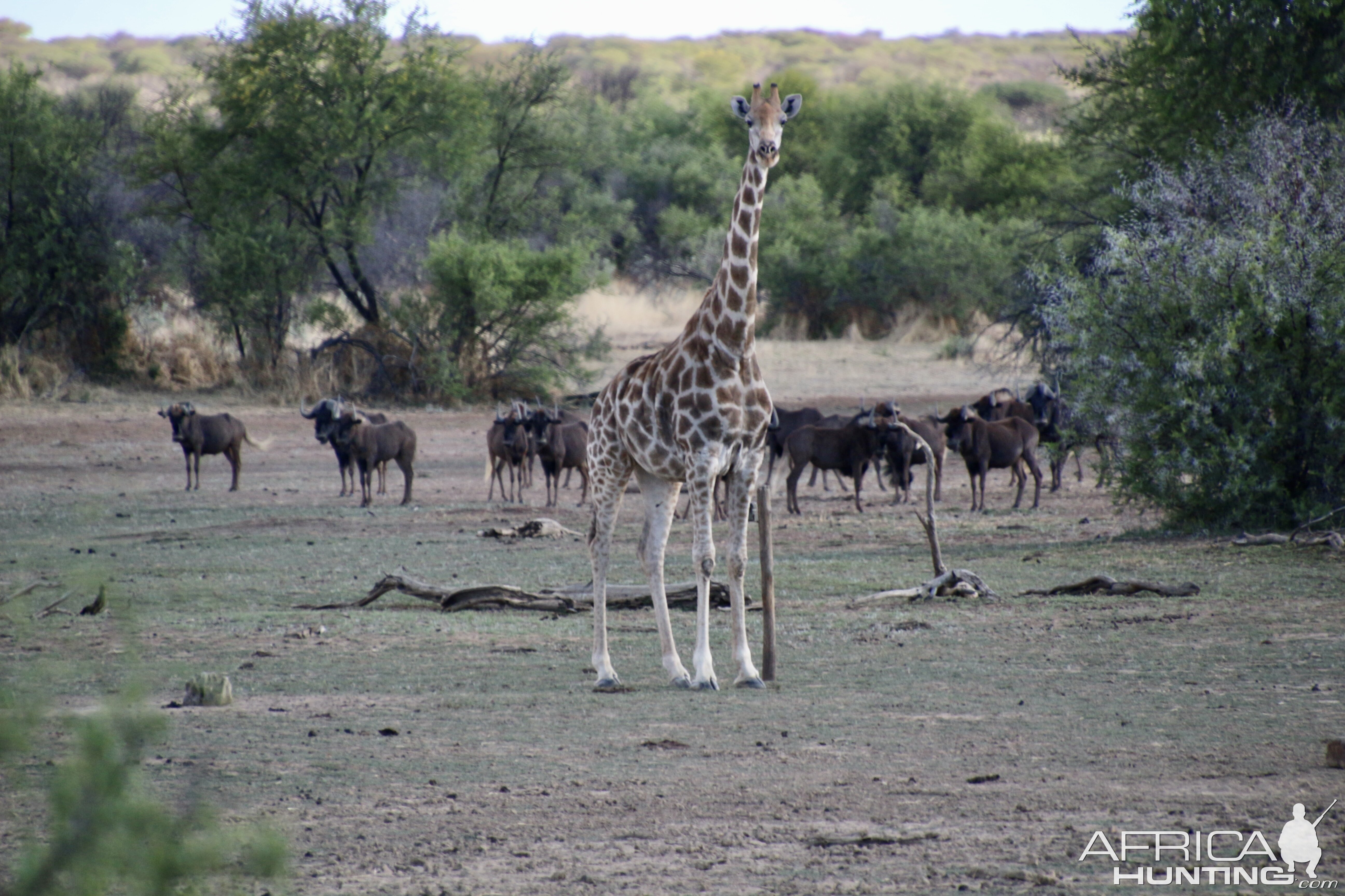 Giraffe at Zana Botes Safari