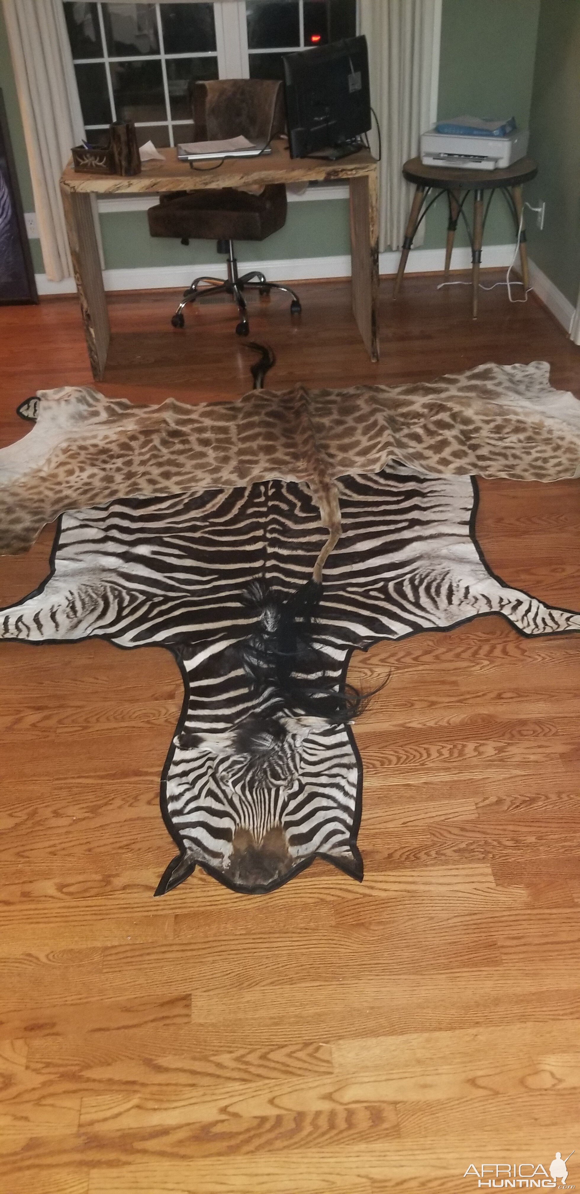 Giraffe Backskin & Burchell's Plain Zebra Rug Taxidermy