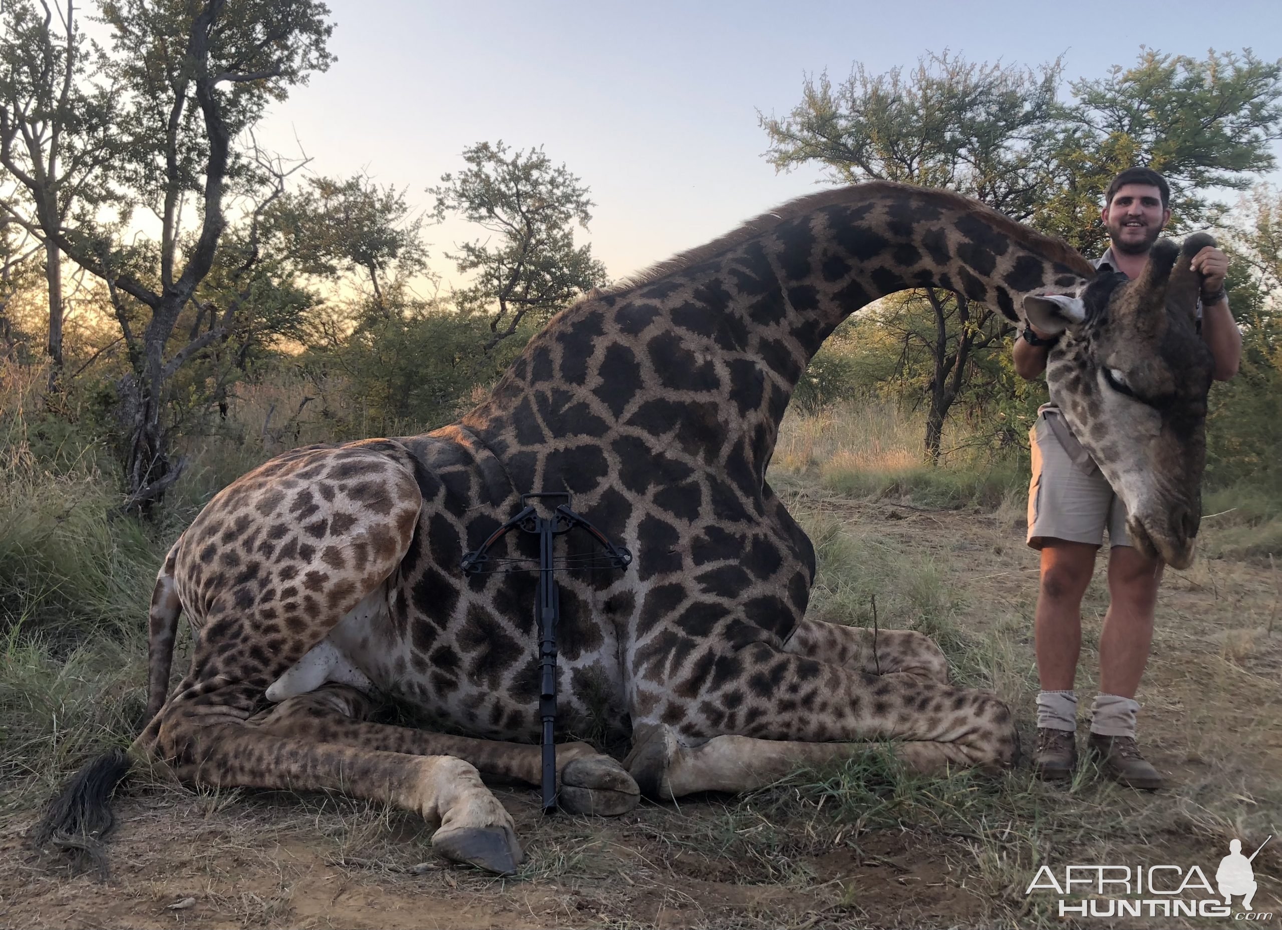 Giraffe Bow Hunting Limpopo South Africa