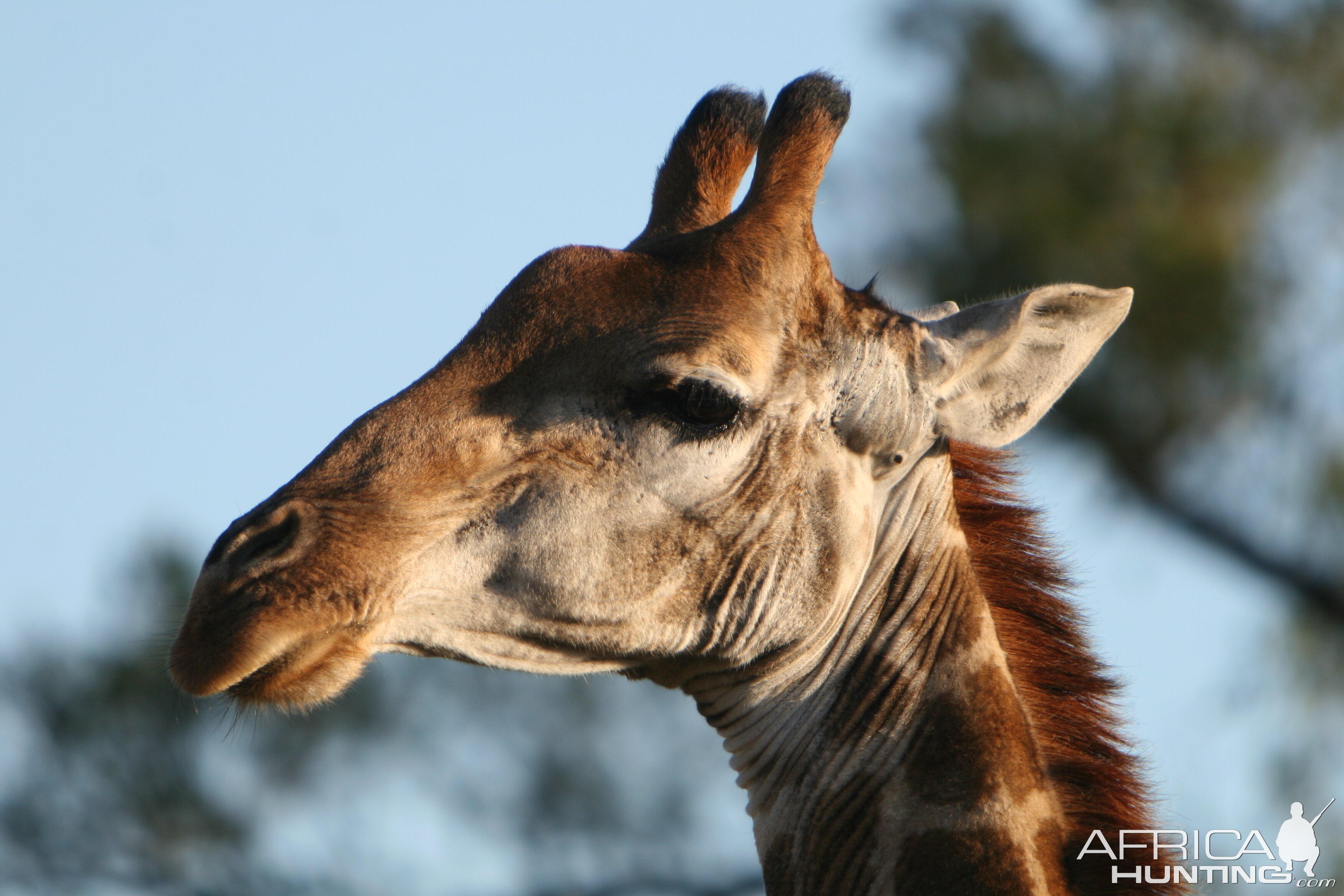 Giraffe Bull