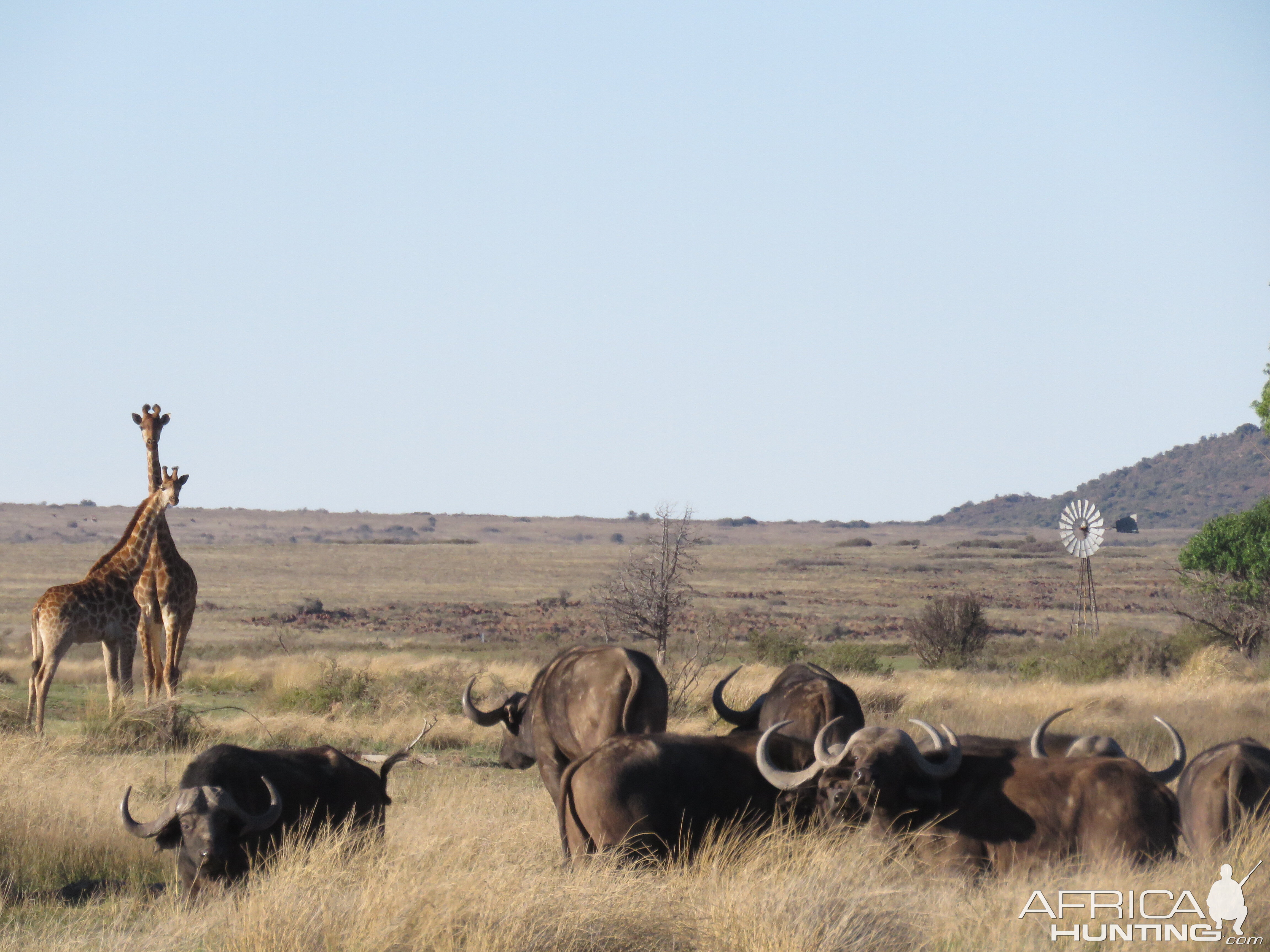 Giraffe & Cape Buffalo