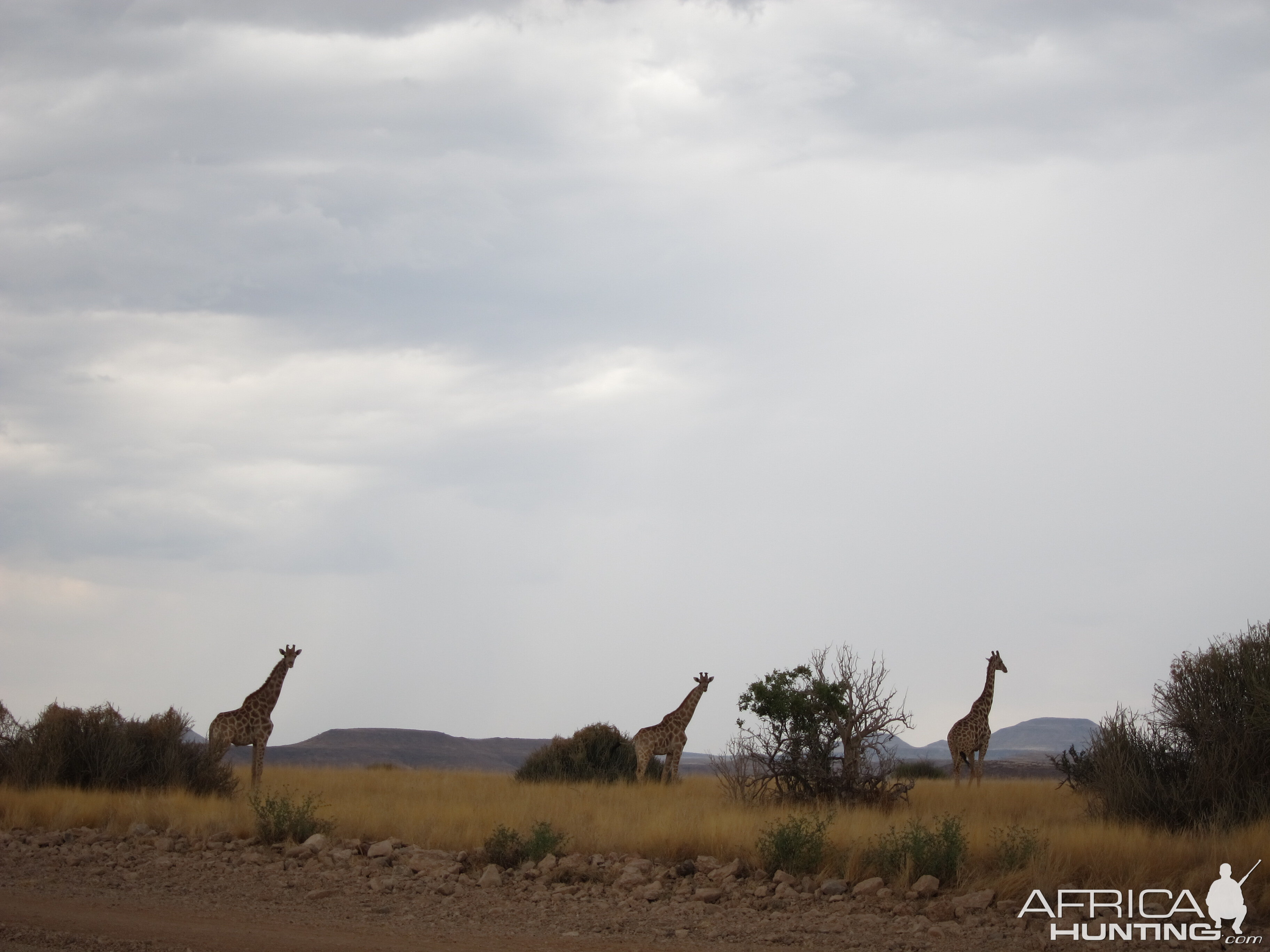 Giraffe Damaraland Namibia