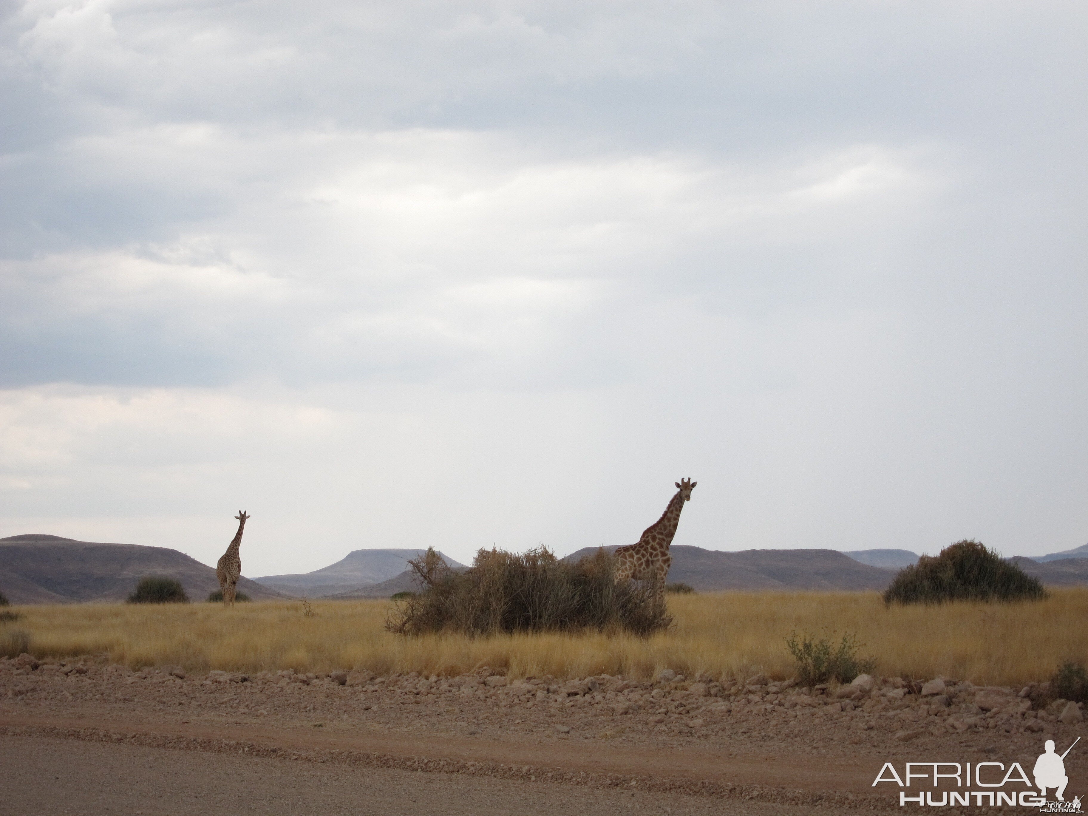 Giraffe Damaraland Namibia