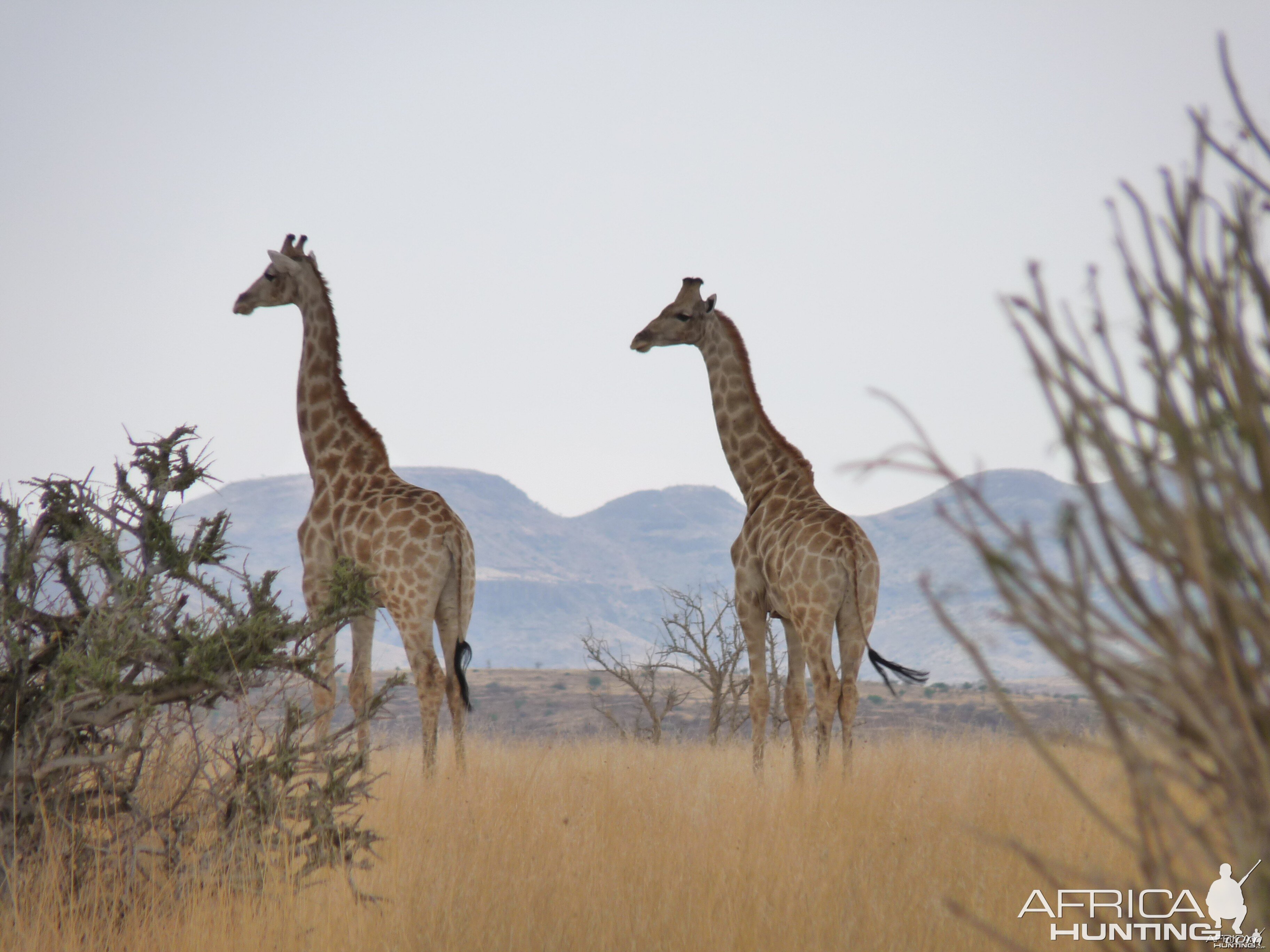 Giraffe Damaraland Namibia