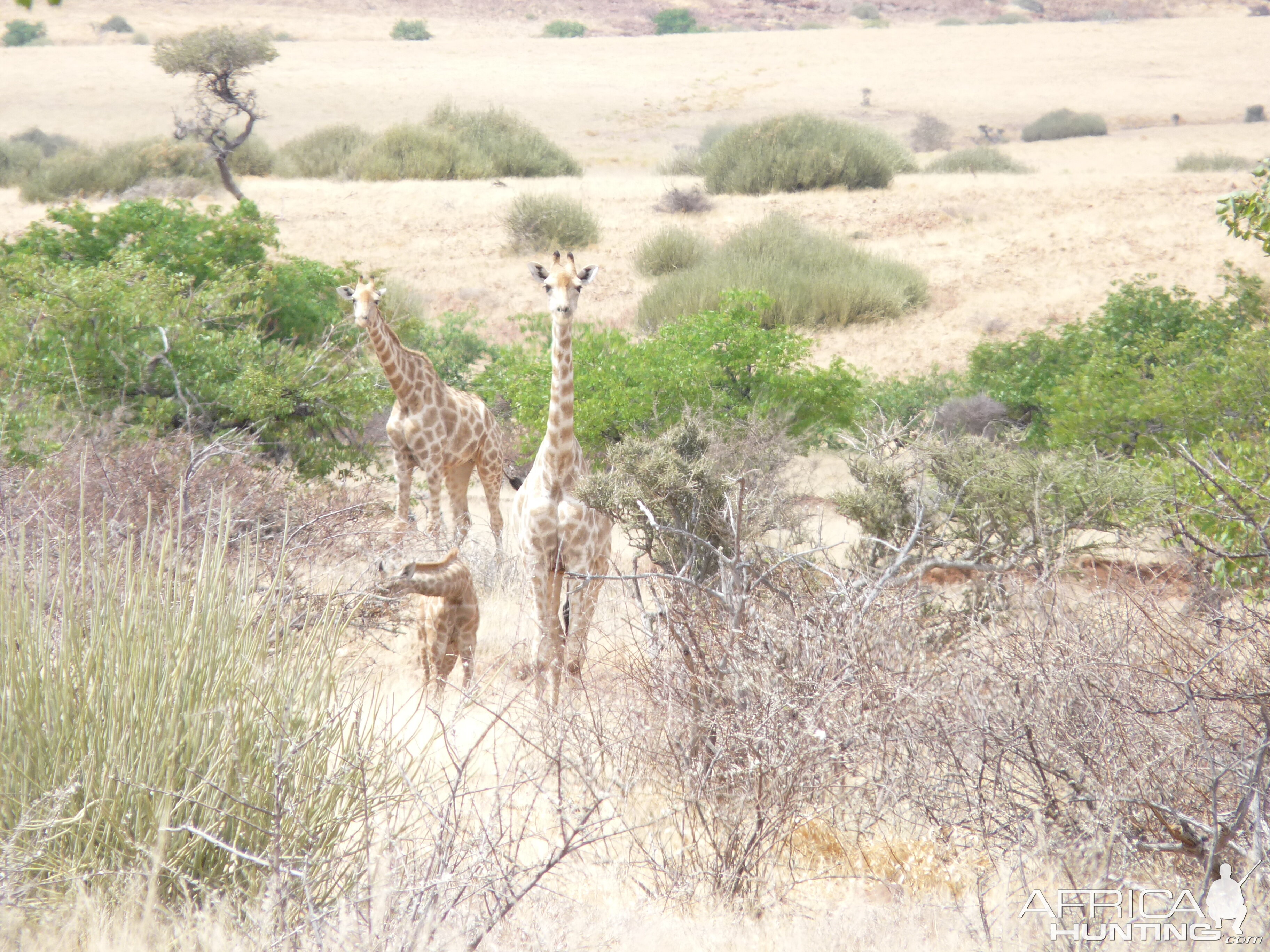 Giraffe Damaraland Namibia