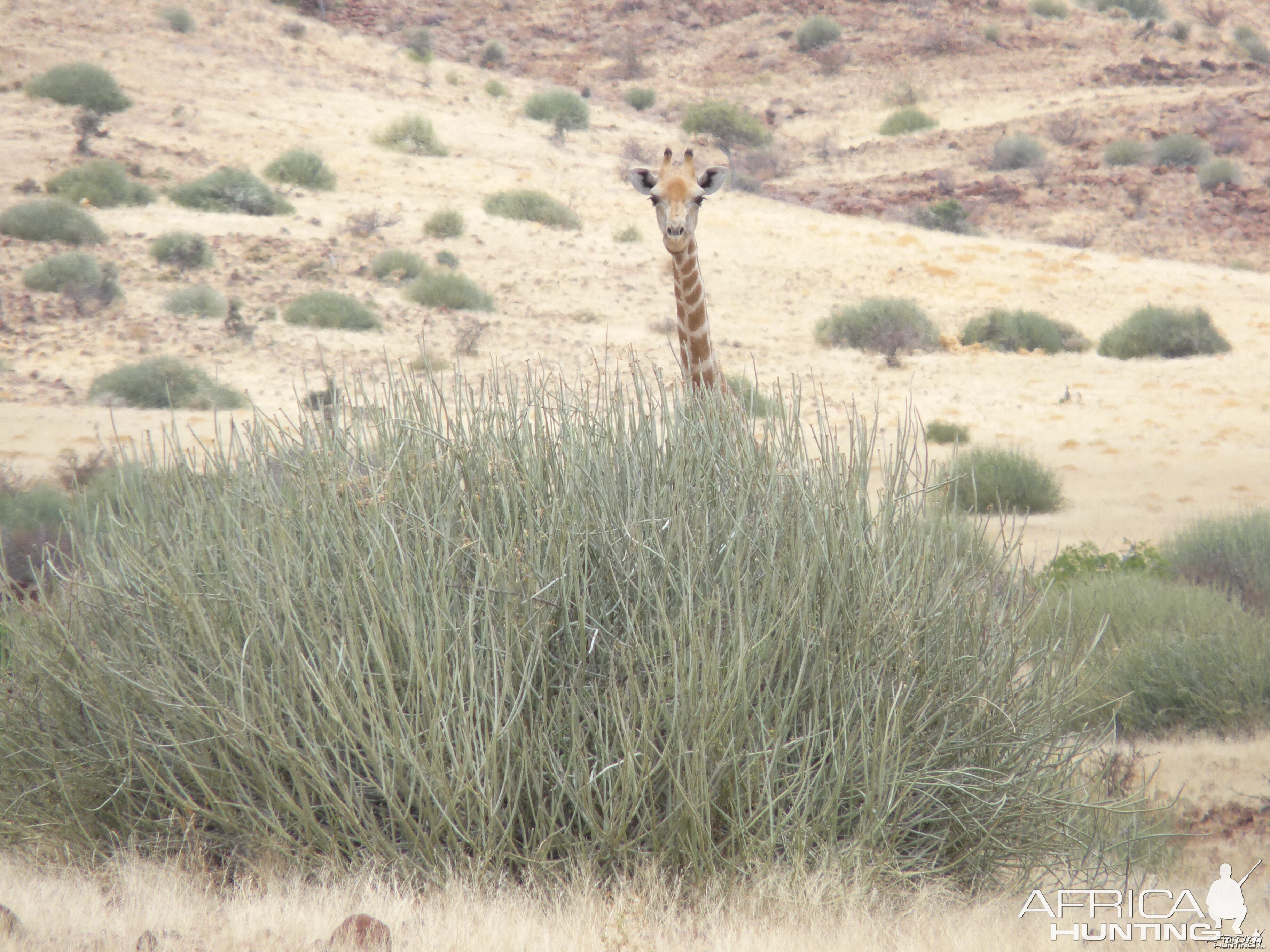 Giraffe Damaraland Namibia