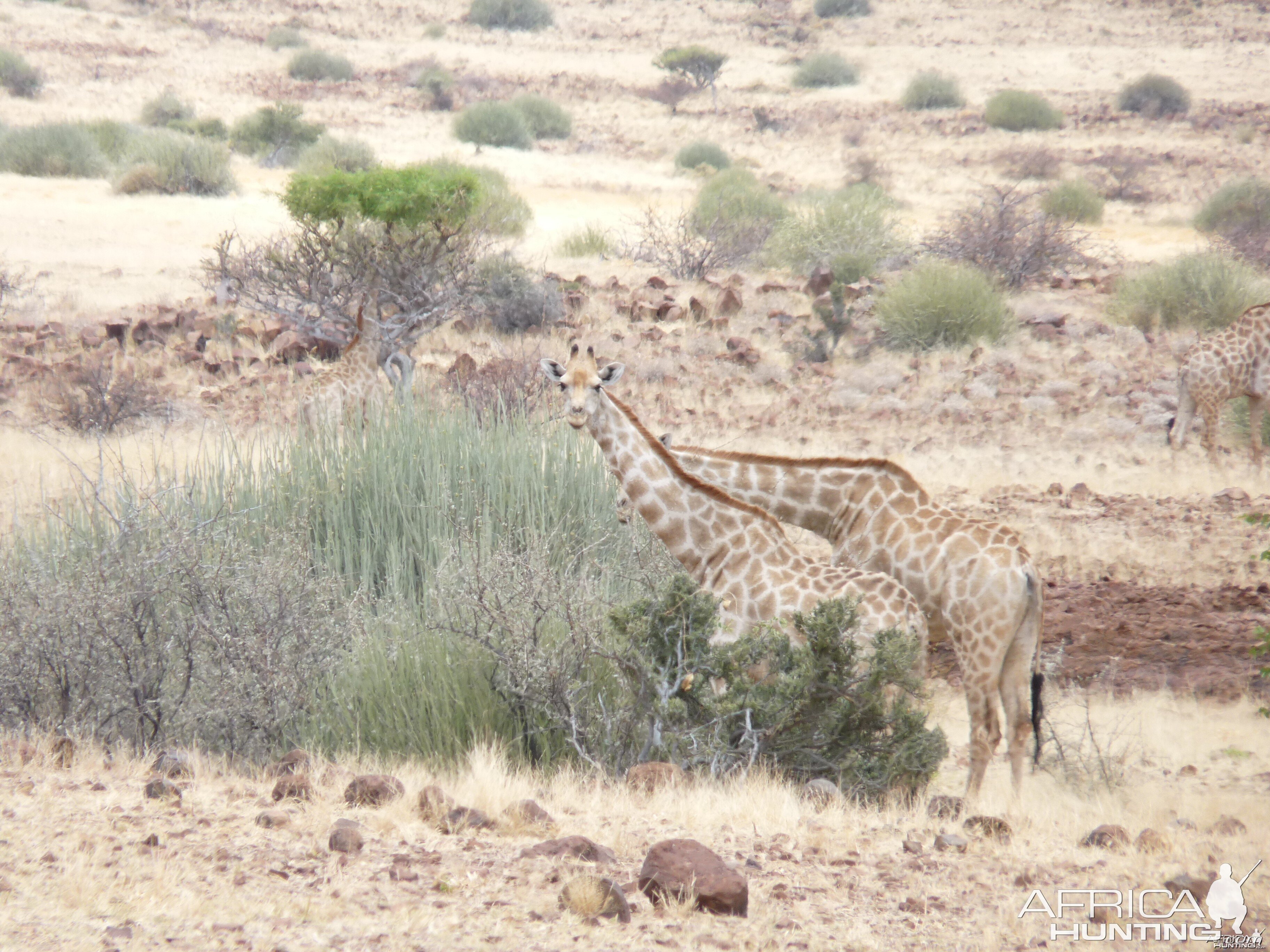 Giraffe Damaraland Namibia