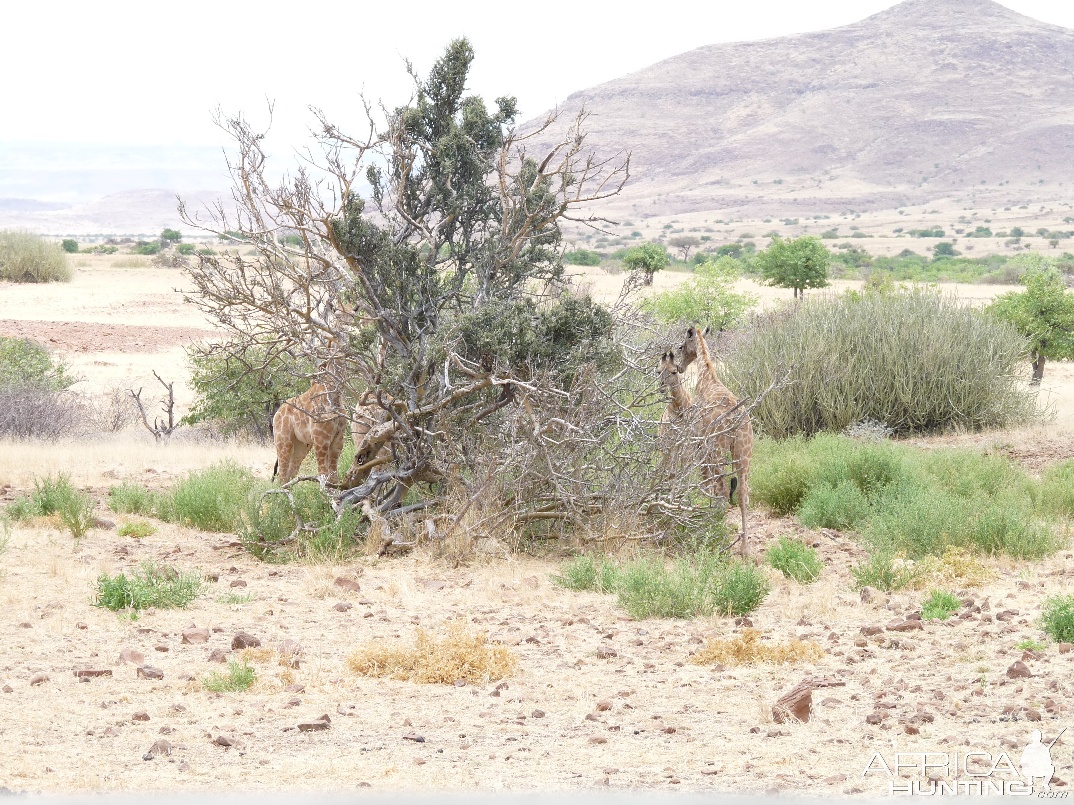 Giraffe Damaraland Namibia