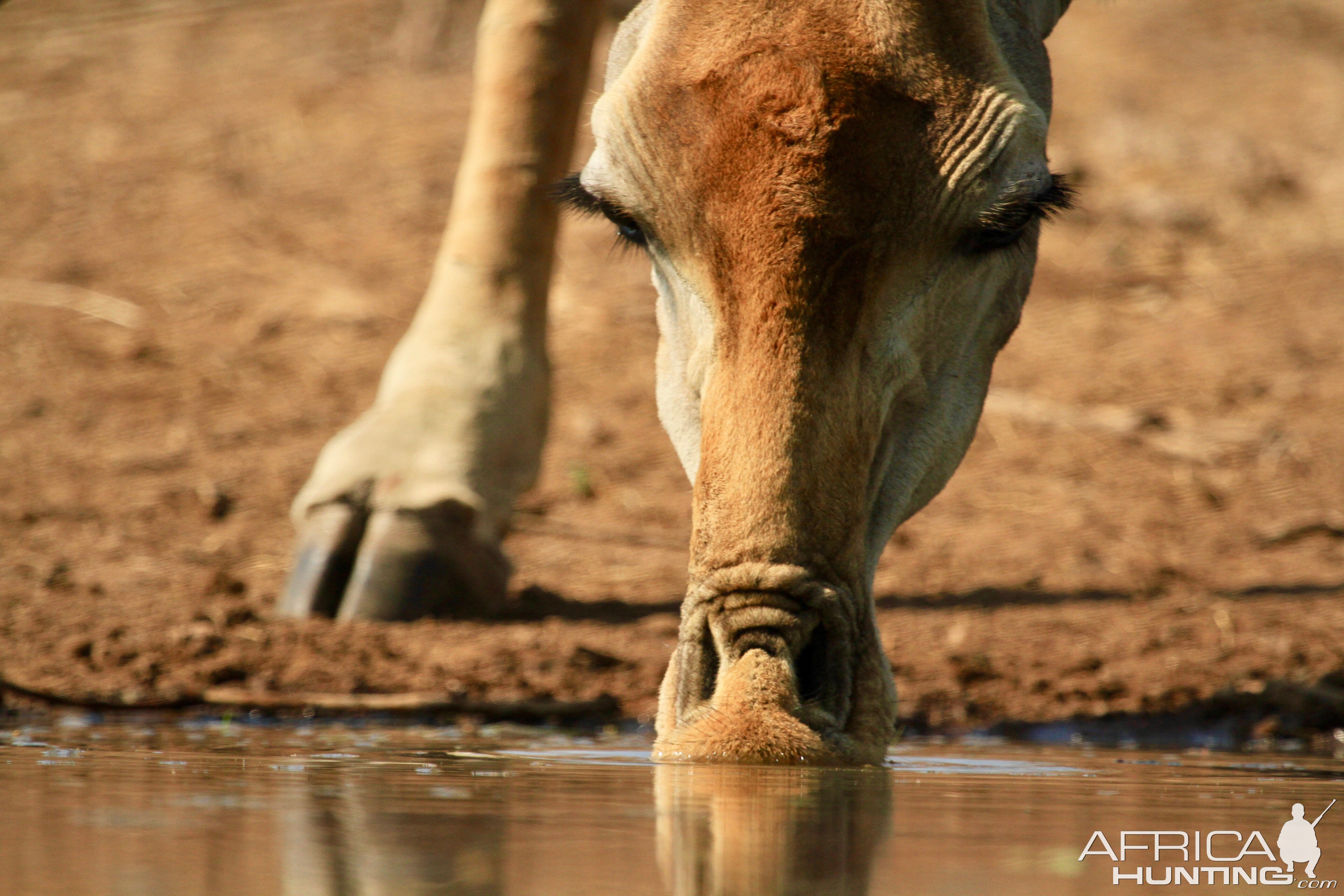 Giraffe drinking water South Africa