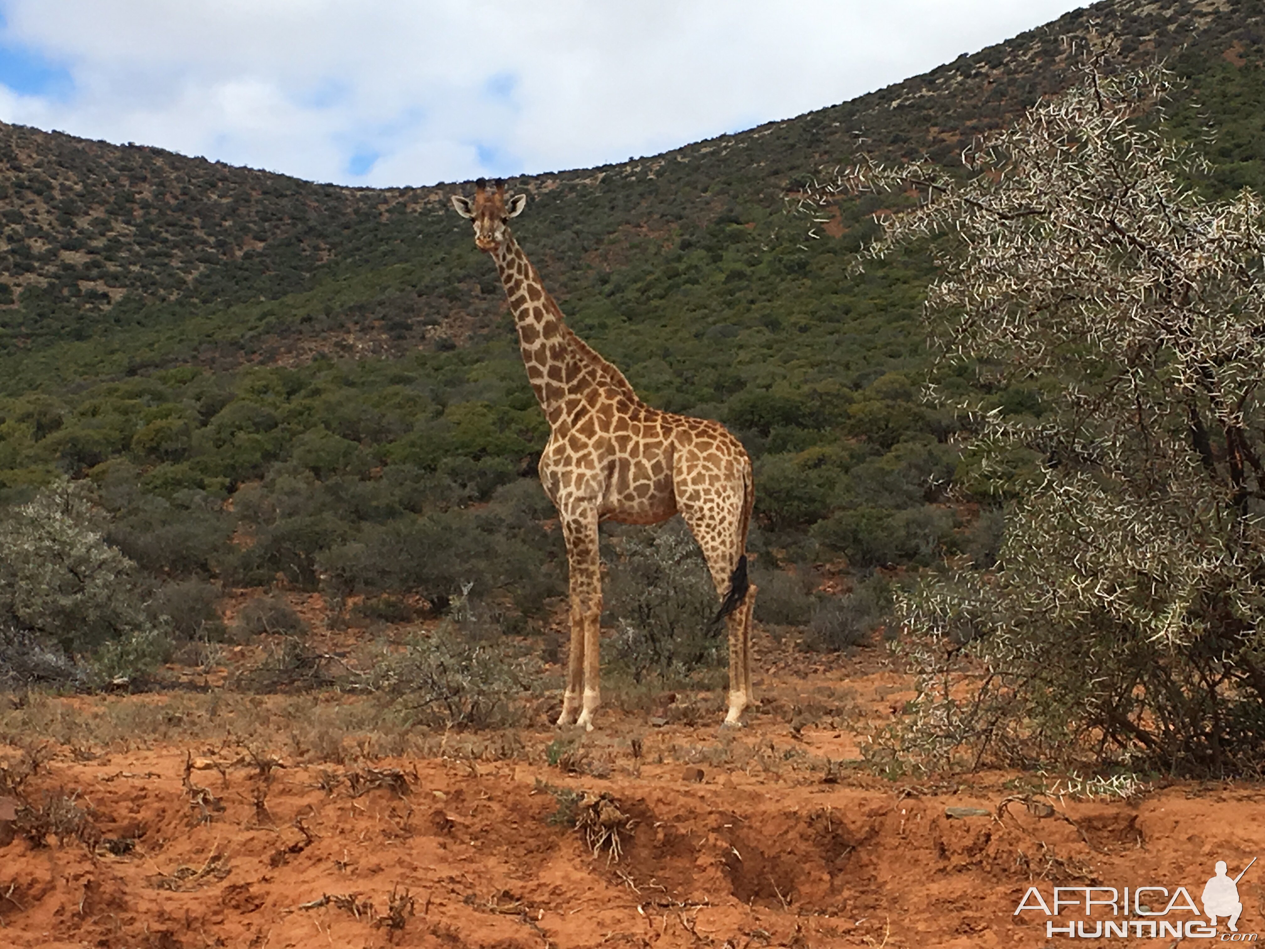 Giraffe Eastern Cape South Africa