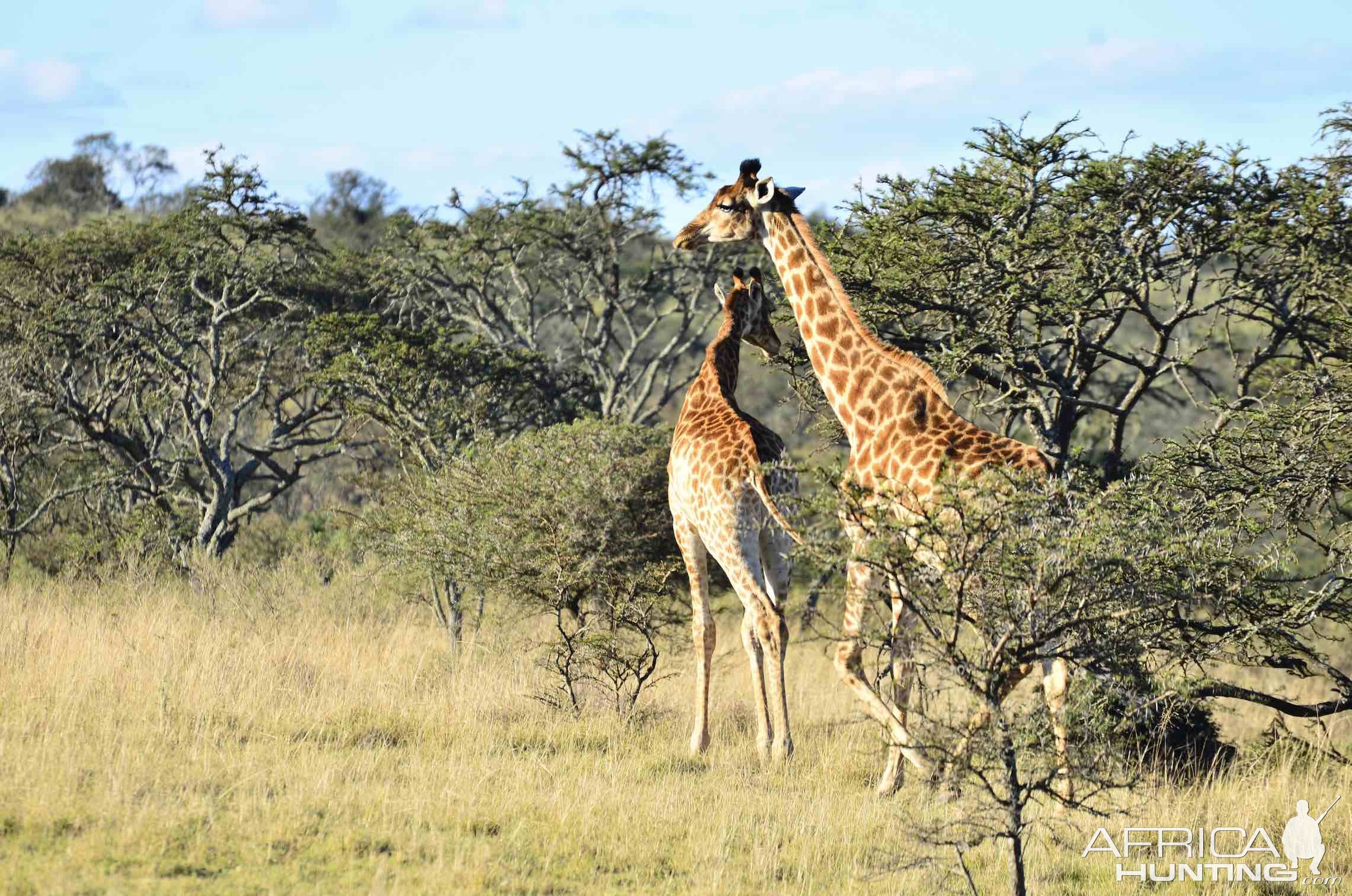 Giraffe Eastern Cape South Africa