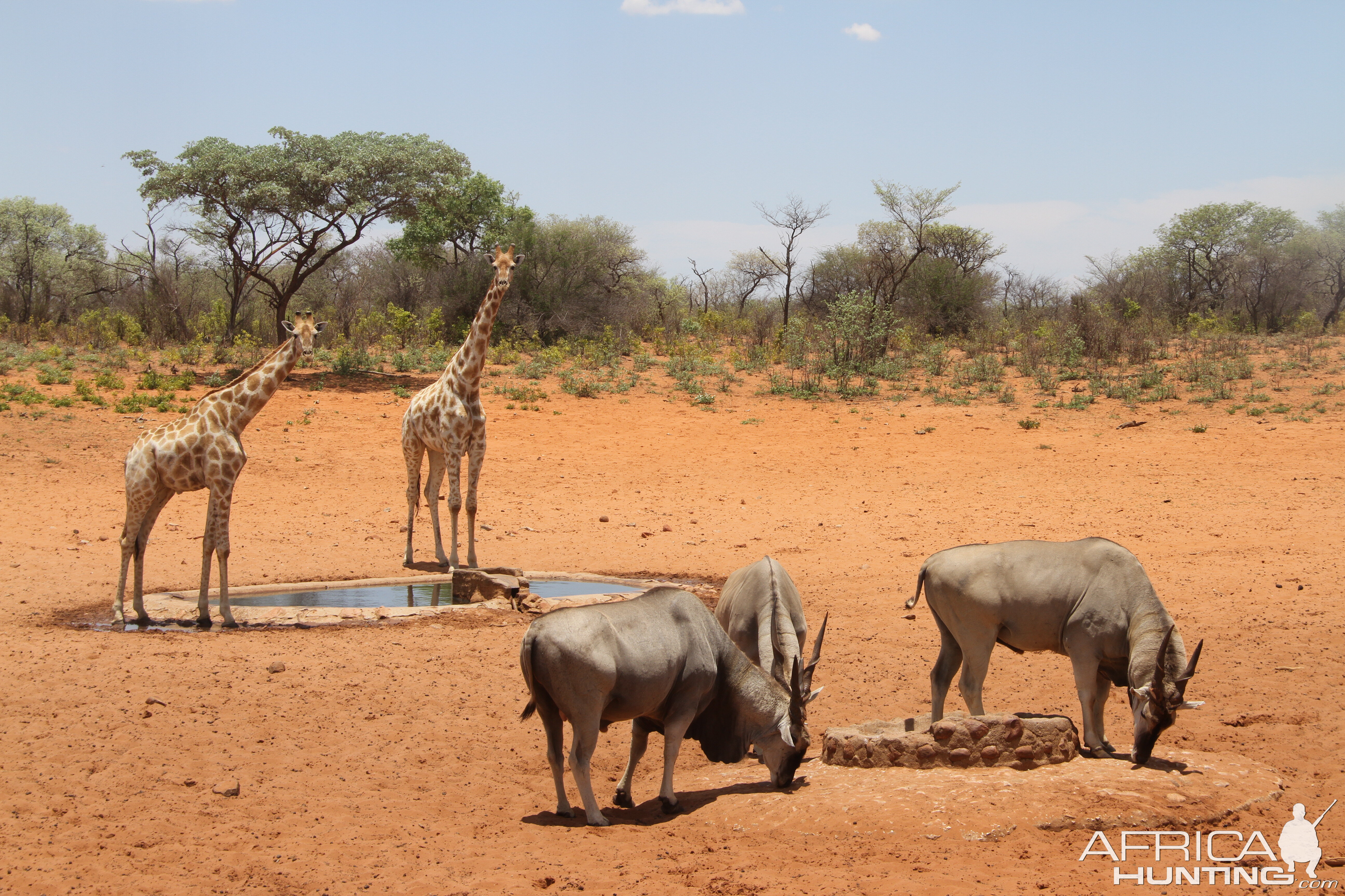 Giraffe & Eland Waterberg Plateau National Park in Namibia