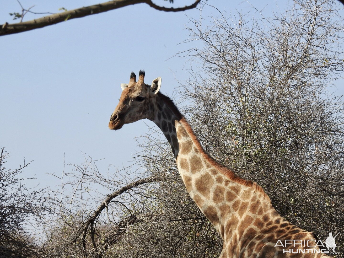 Giraffe @ Erindi Game Reserve