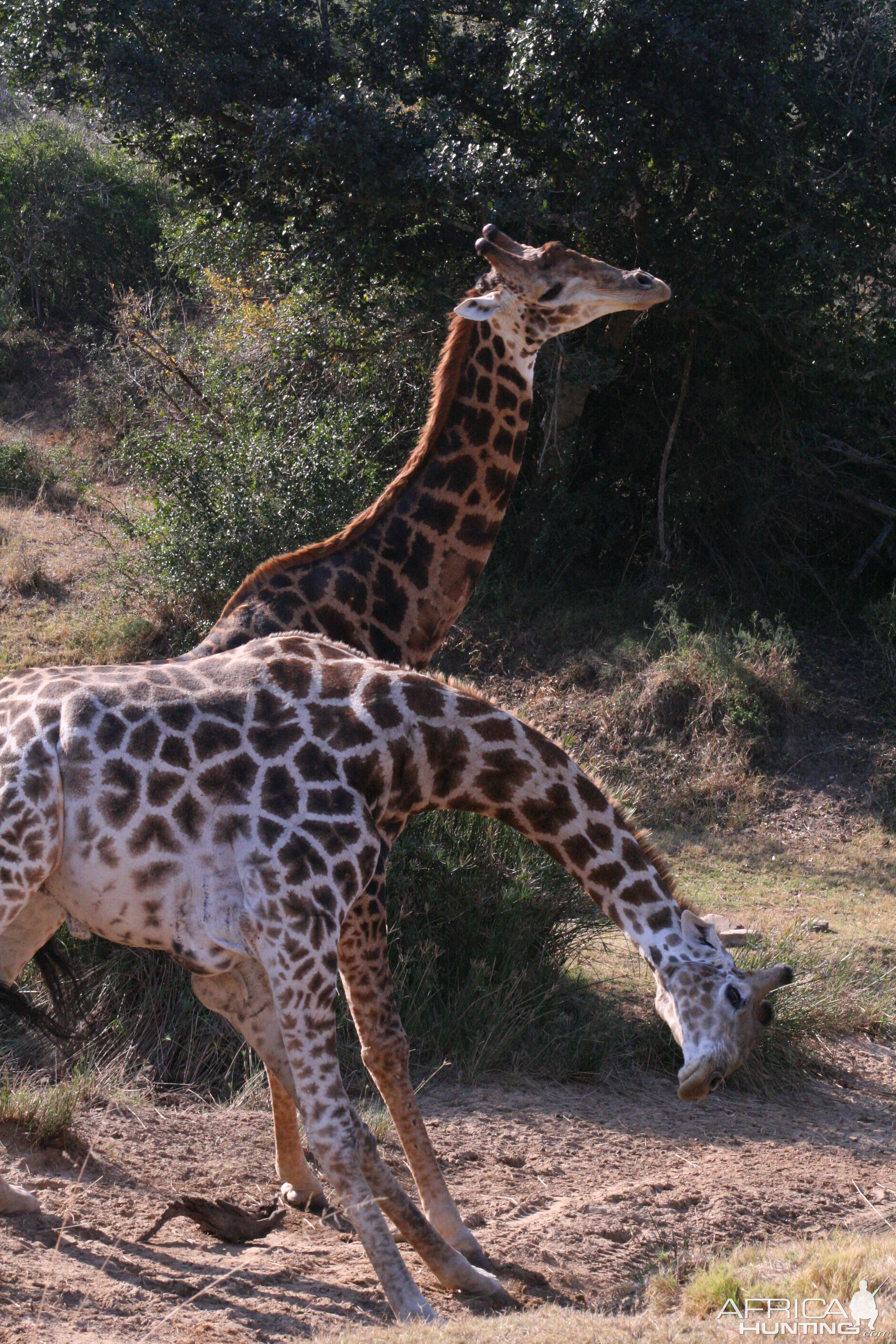 Giraffe fight