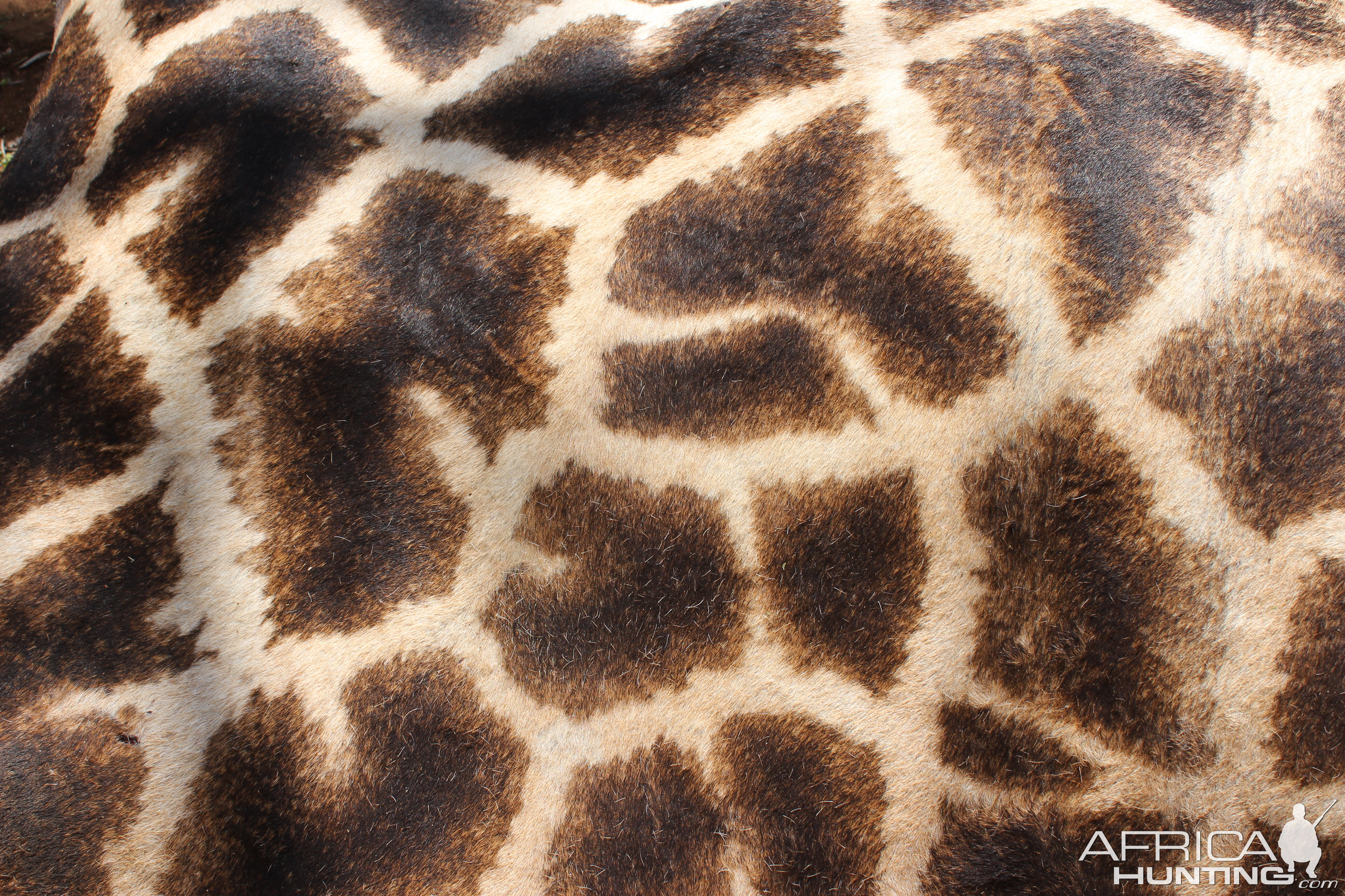 Giraffe fingerprint