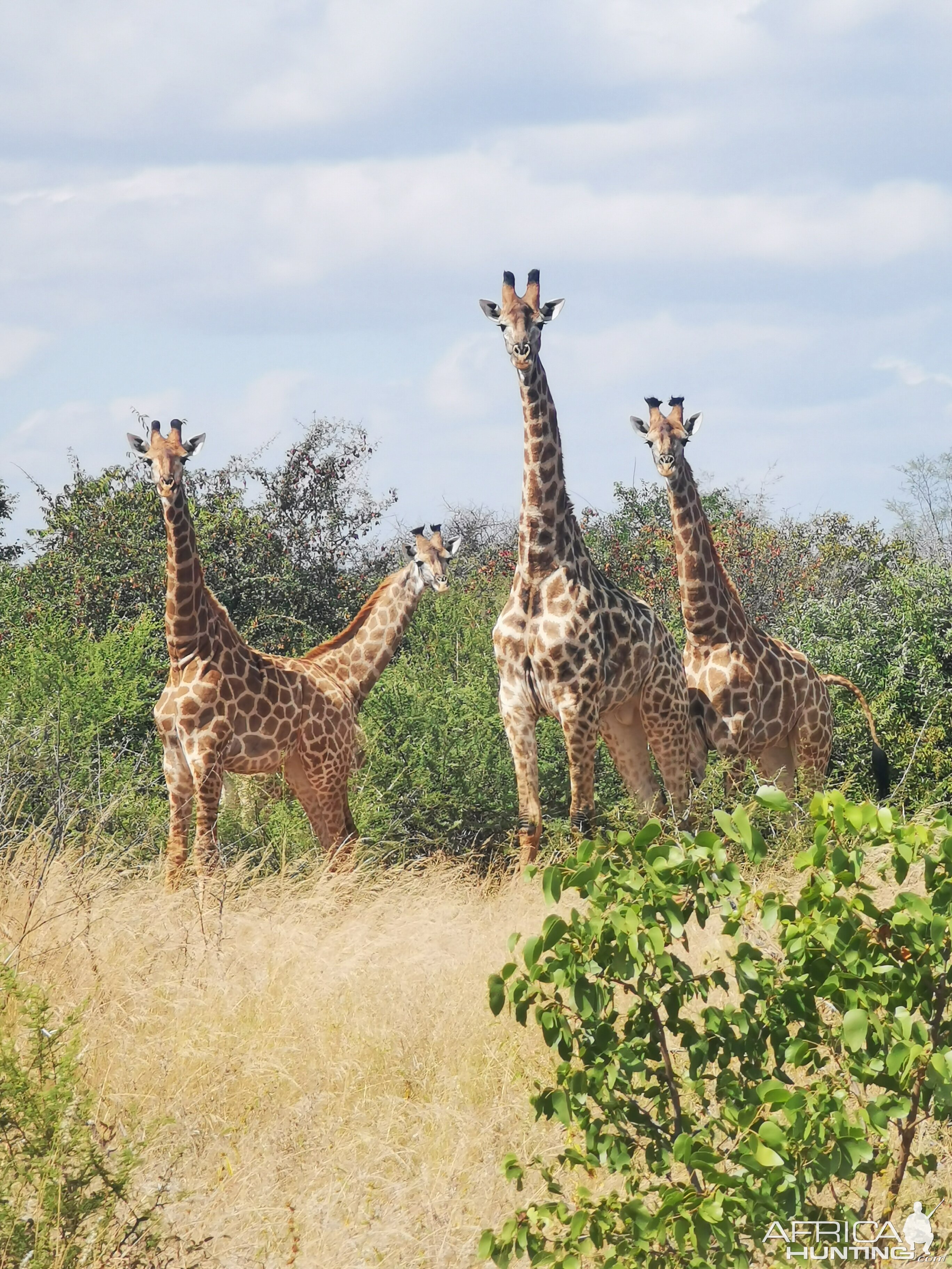 Giraffe Herd South Africa