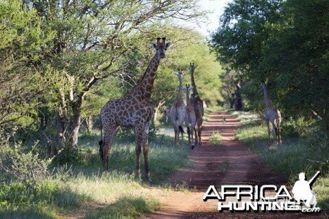 Giraffe herd