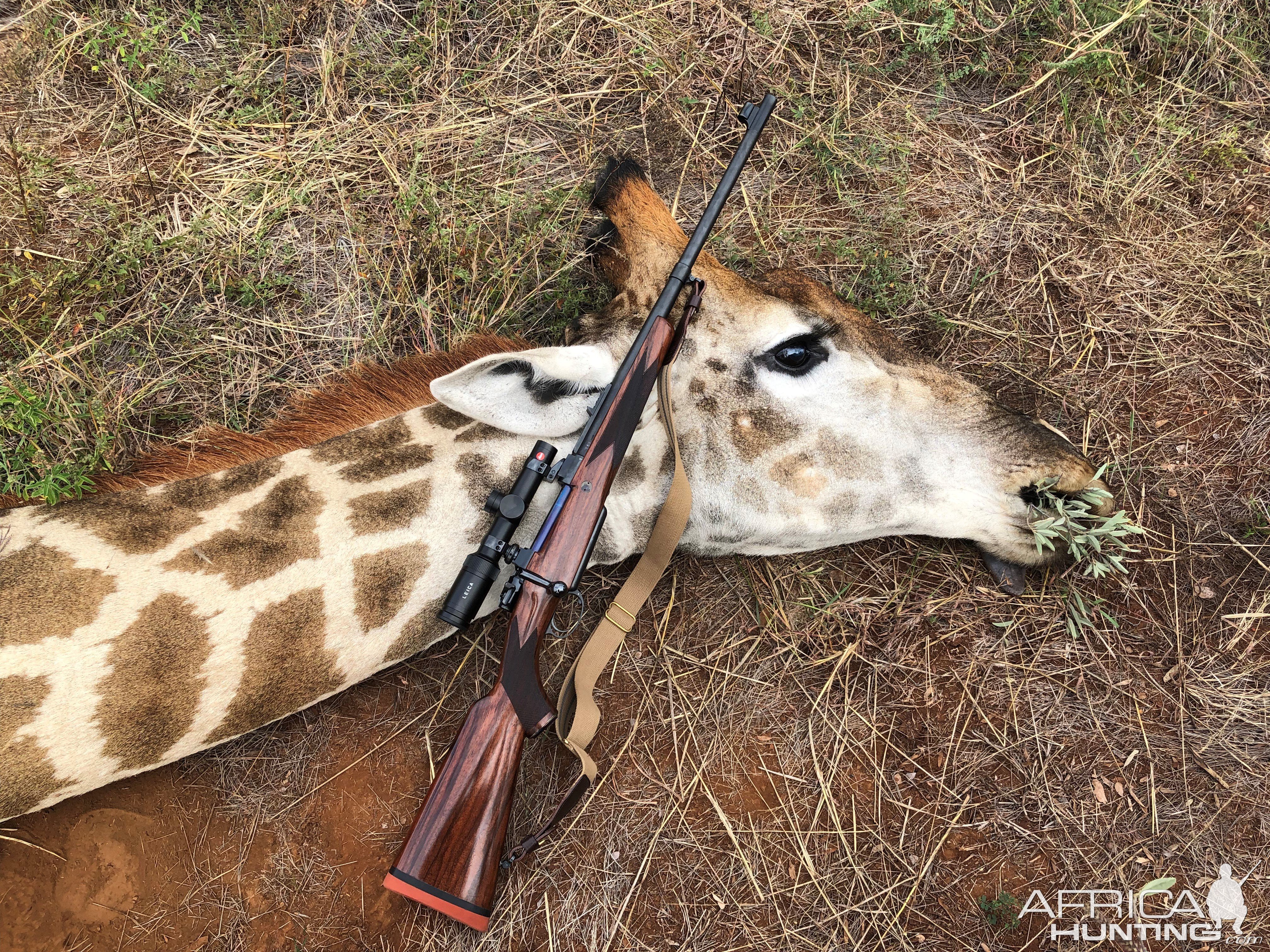 Giraffe Hunt Limpopo South Africa