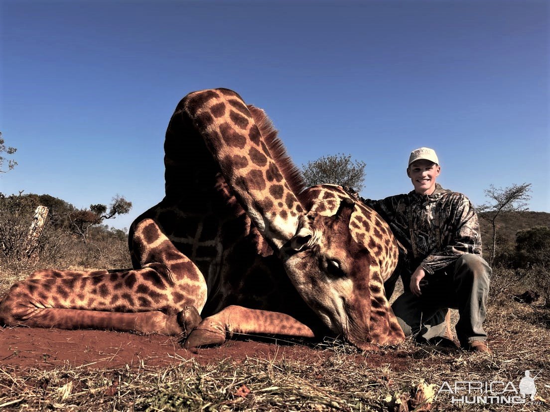 Giraffe Hunt Limpopo South Africa